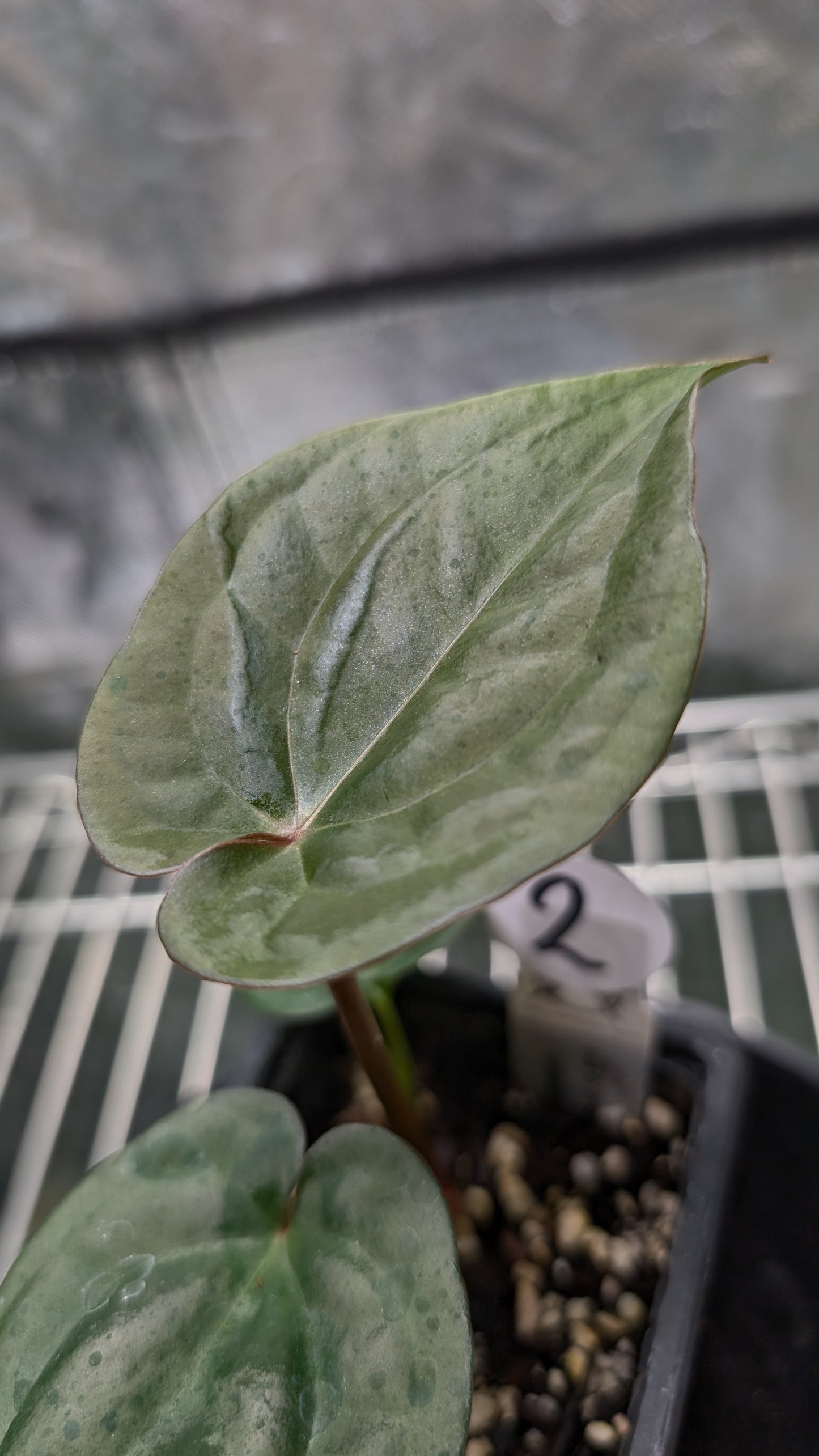 Anthurium 'Ace of Spagetii' x Luxurians