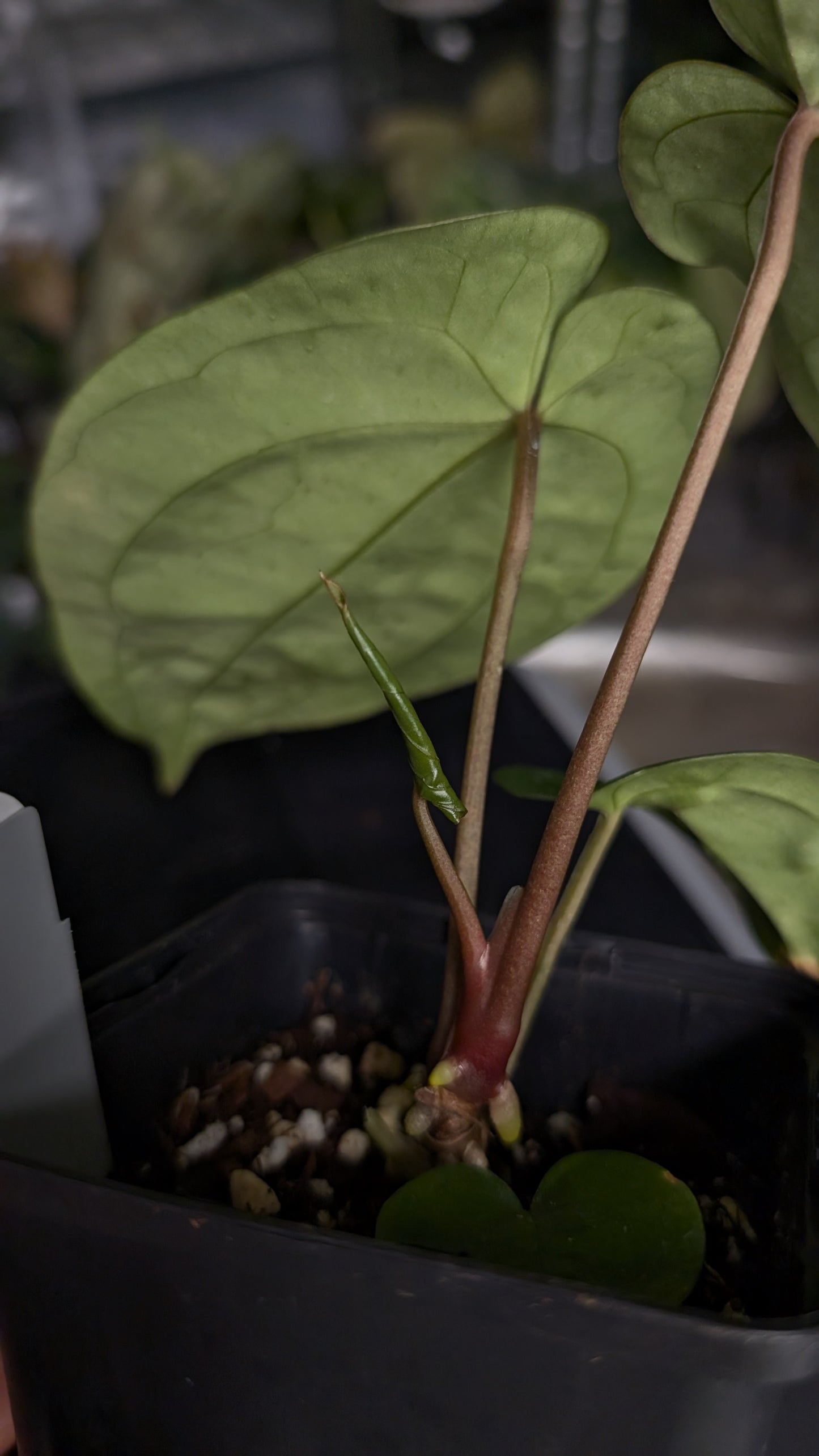 Anthurium [Besseae aff. x Forgetii dark] x BVEP Round x Felix