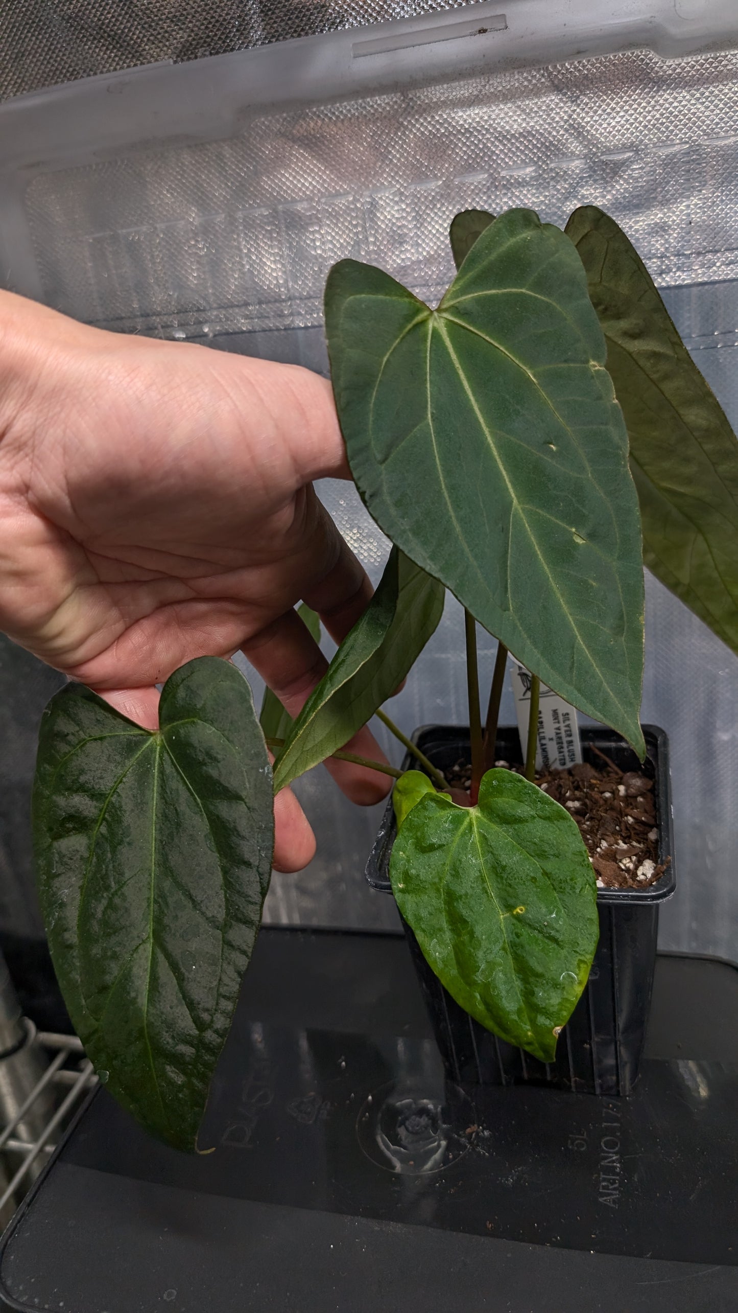 Anthurium Silver Blush Mint variegated x Papillilaminum 'Daniel'