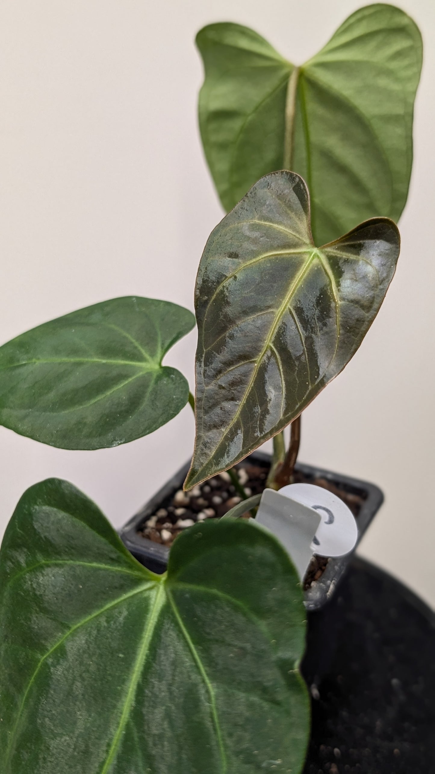 Anthurium Regale 'Dream Catcher' x Mr. Worldwide