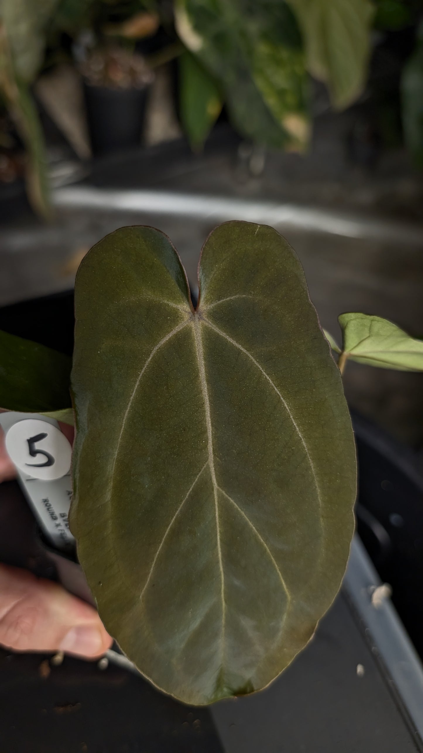 Anthurium Ace of Spagetii x BVEP 'Round x Felix'
