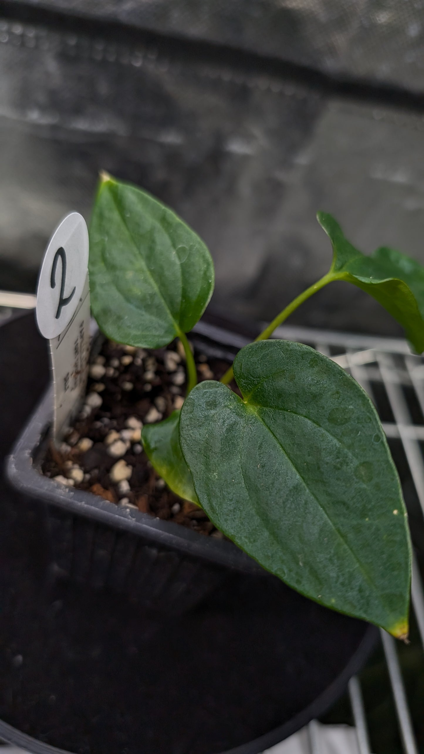 Anthurium Papillilaminum 'Fort Sherman'