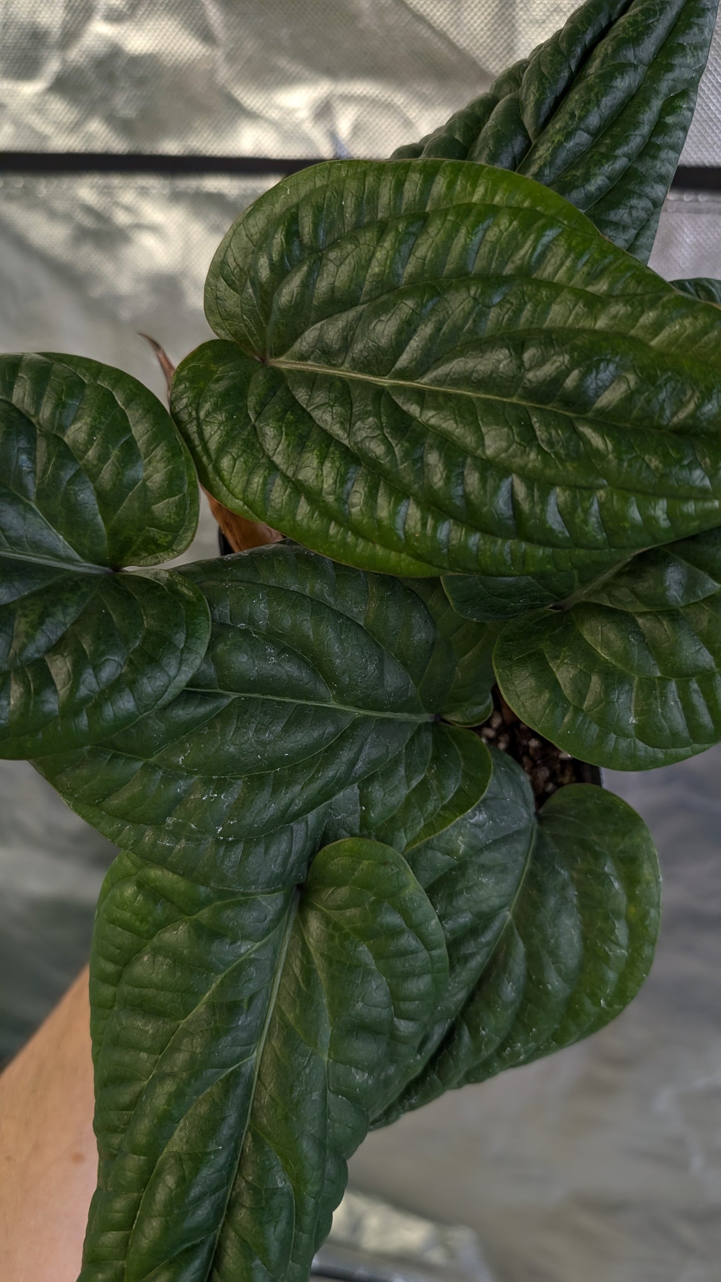 Anthurium Radicans clone