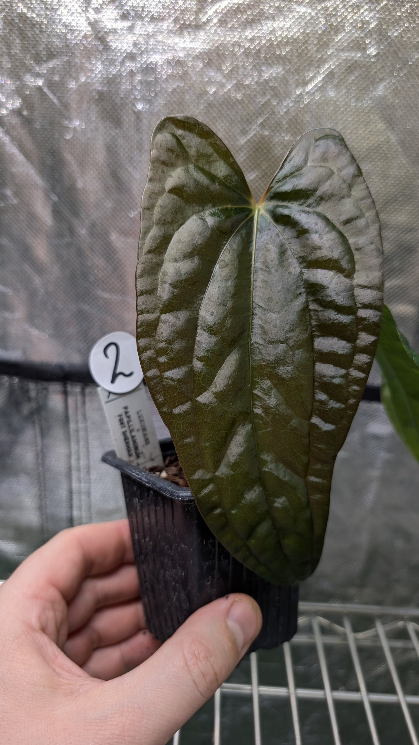 Anthurium Luxurians x Papillilaminum 'Fort Sherman'