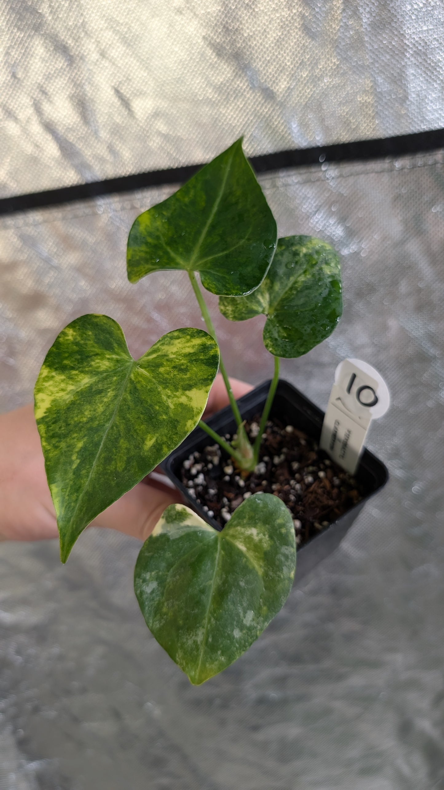 Variegated Anthurium Pterodactyl variegata x Clarinervium