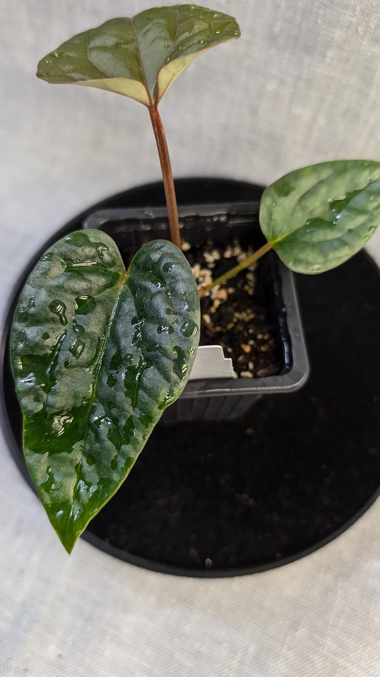 Anthurium Luxurians x Papillilaminum 'Fort Sherman'