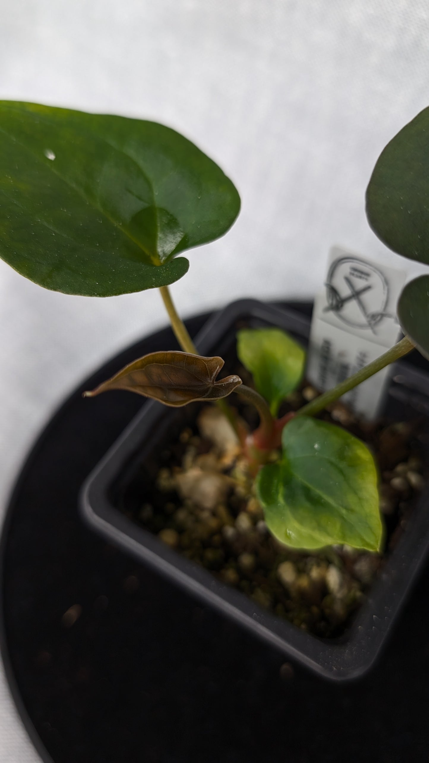 Anthurium Papillilaminum 'Daniel' x Ace of Spagetii