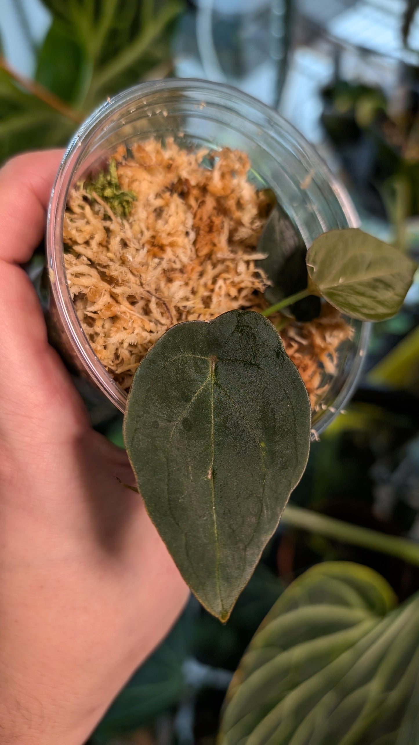 Anthurium Red Spider CLONE