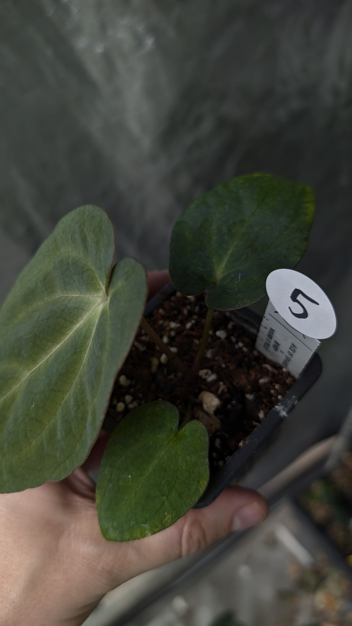 Anthurium Ace of Spagetii x BVEP 'Round x Felix'