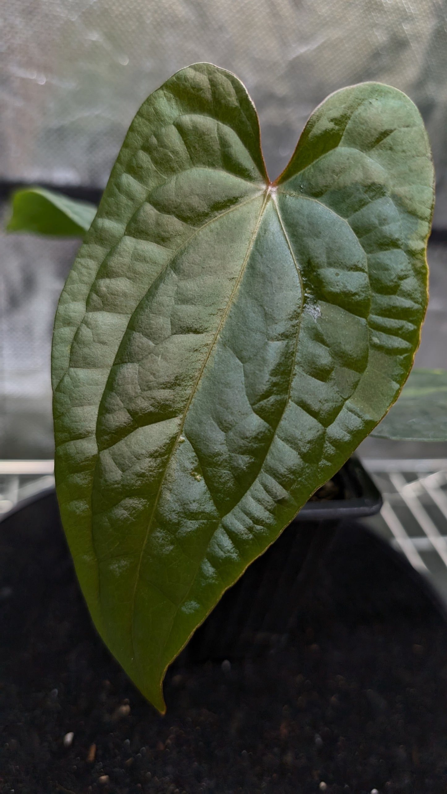 Anthurium 'Ace of Spagetii' x Luxurians