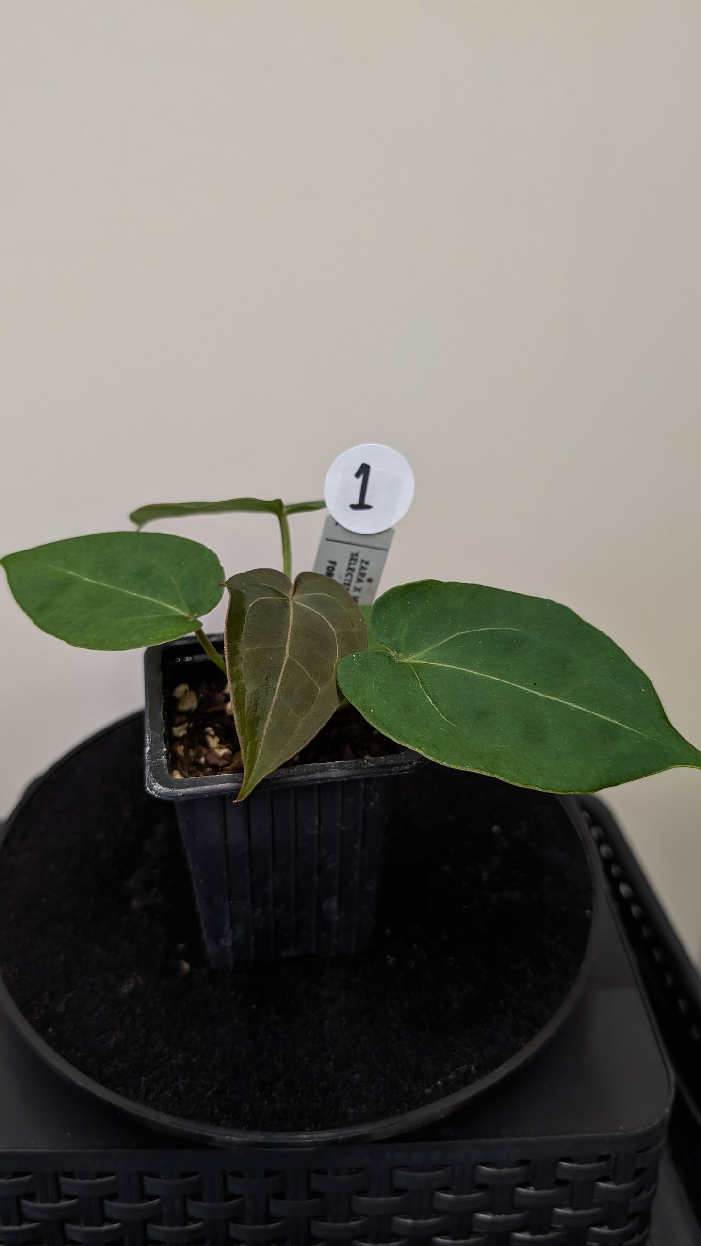 Anthurium Doc Block Zara x Michelle 'selected dark form' x Forgetii Dark