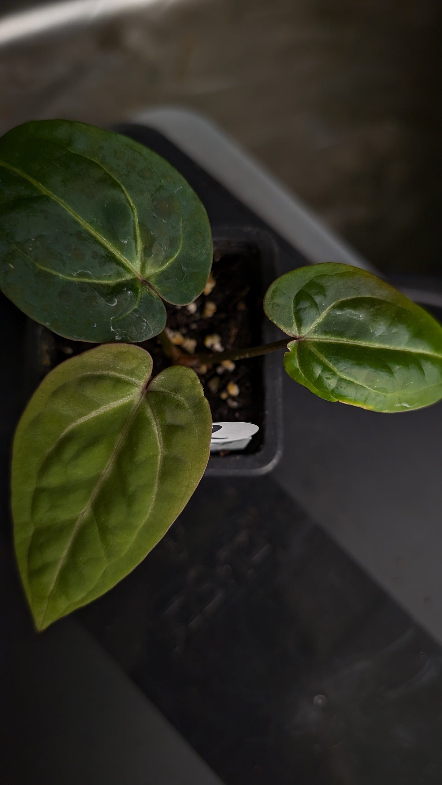 Anthurium Doc Block Zara x Michelle 'Selected Dark Form' x Besseae aff. 'Black Pillow'