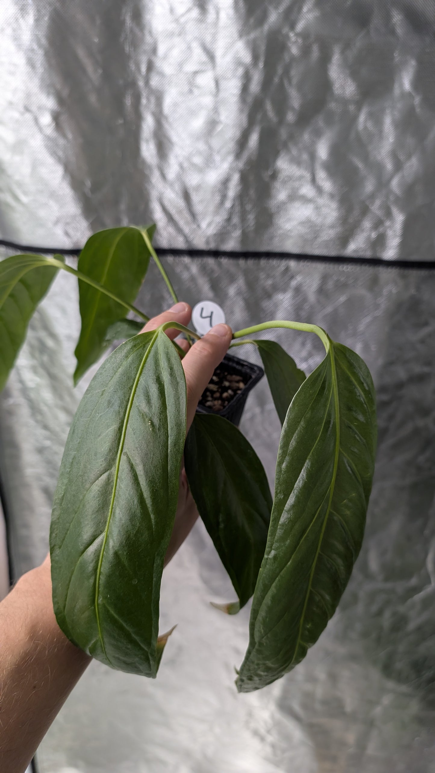 Anthurium Spectabile