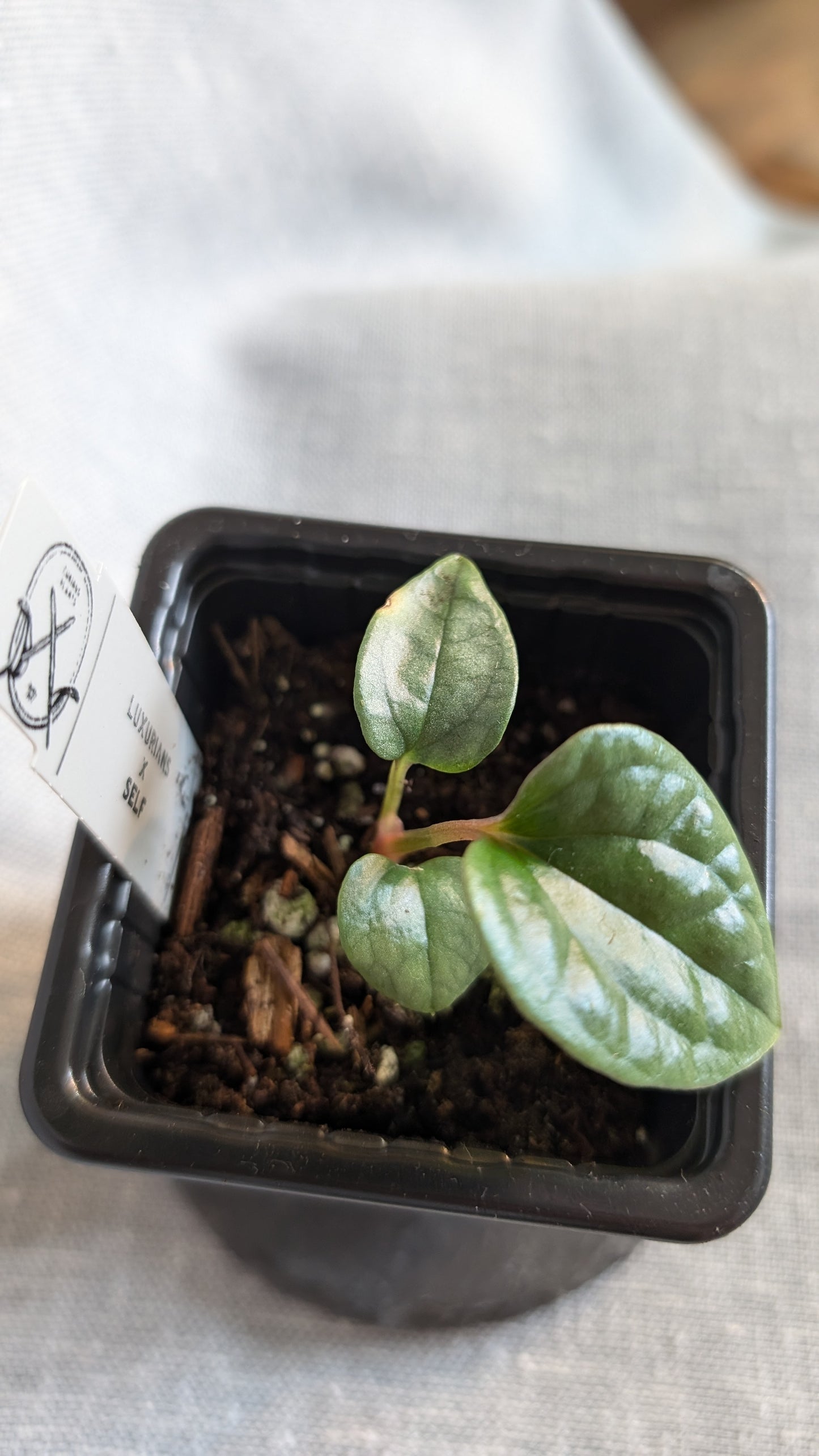 Anthurium Luxurians