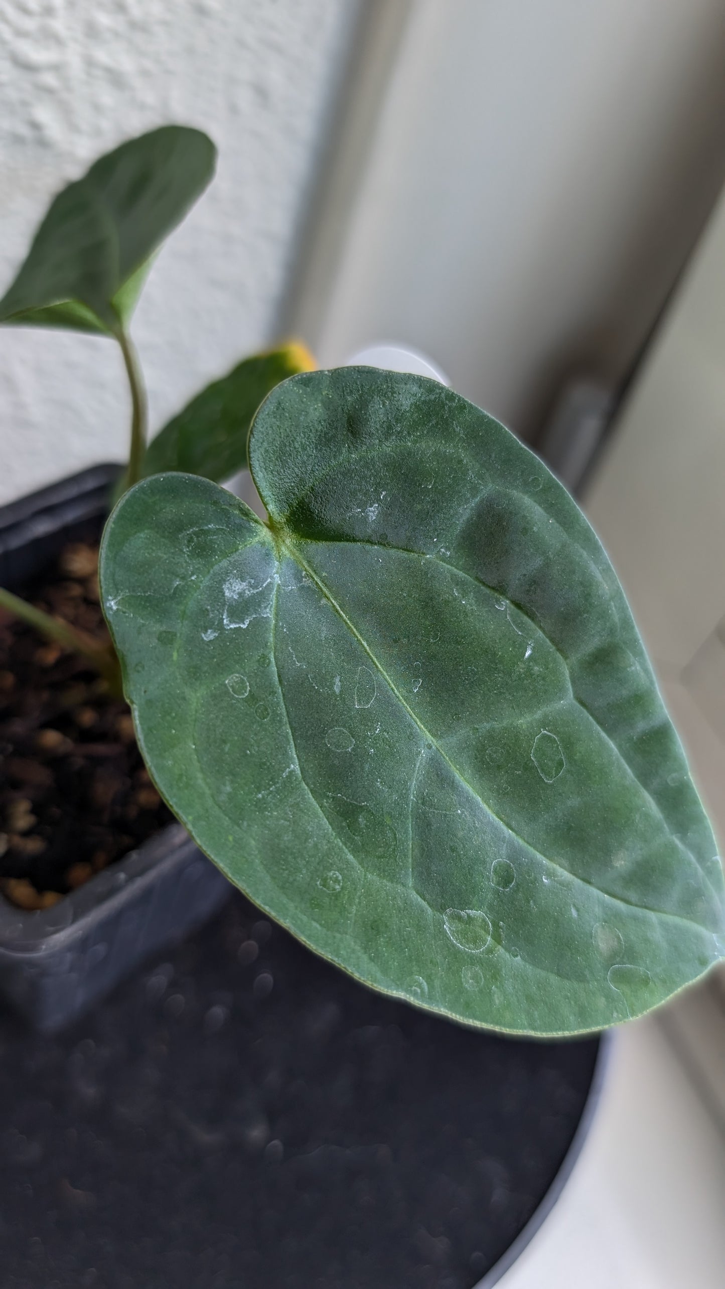 Anthurium (Carlablackiae x Dressleri Rio Guanche) X 'Ace of Spagetii'