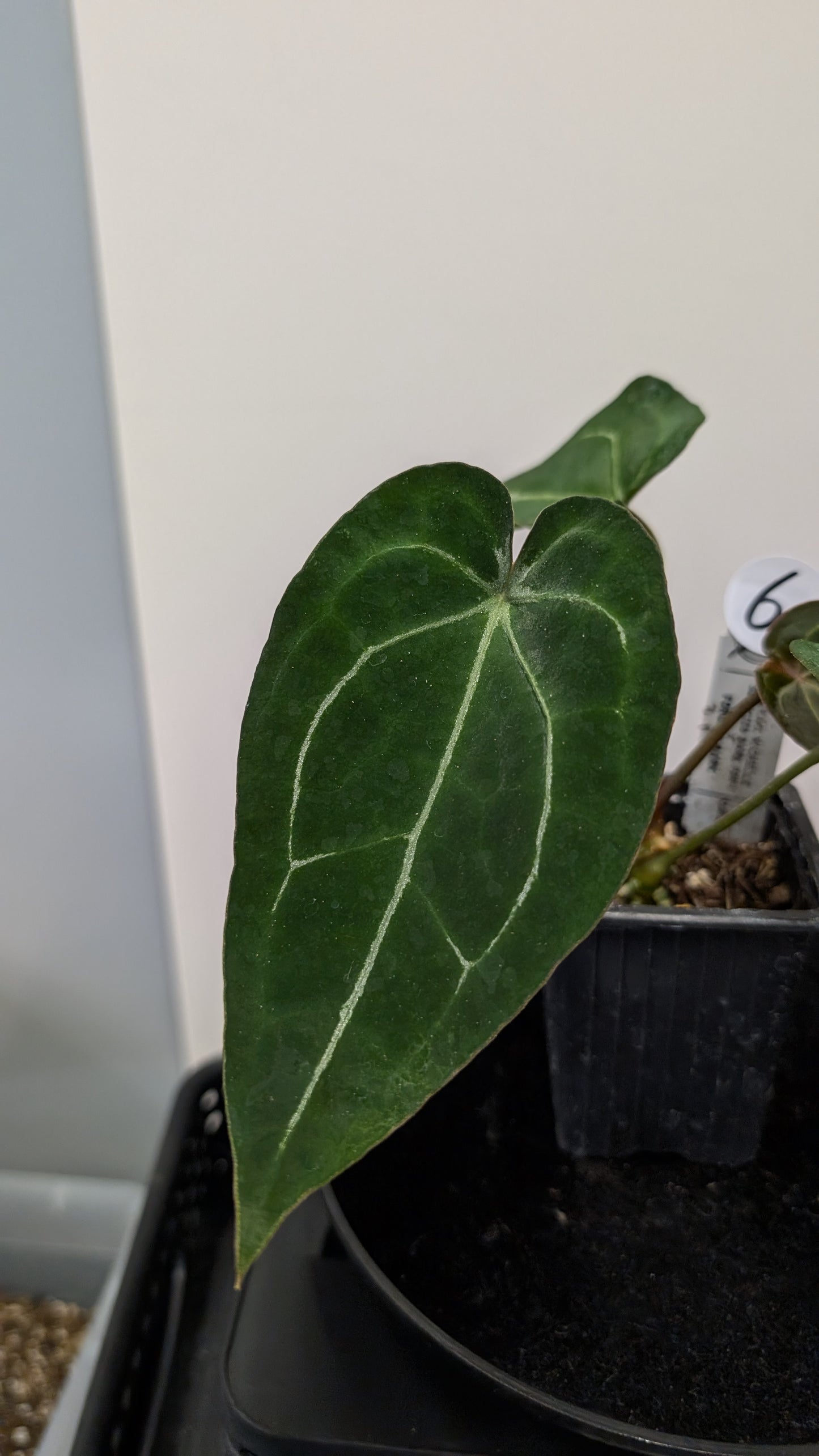 Anthurium Doc Block Zara x Michelle 'selected dark form' x Forgetii Dark