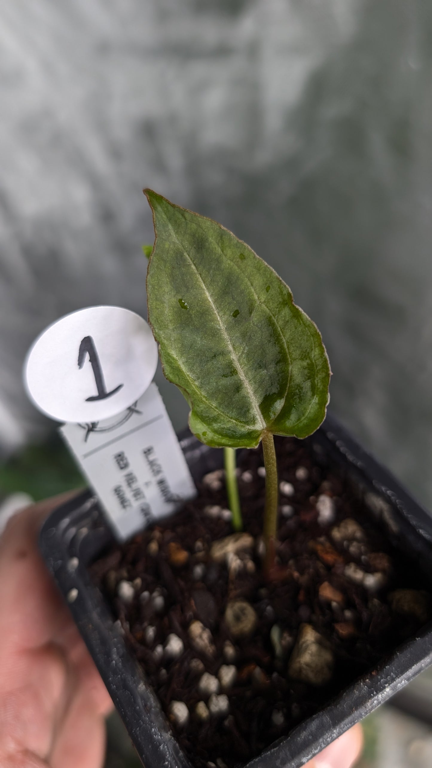 Anthurium Black Widow 43 x Red Velvet Cake 24 'Gomez' Clone