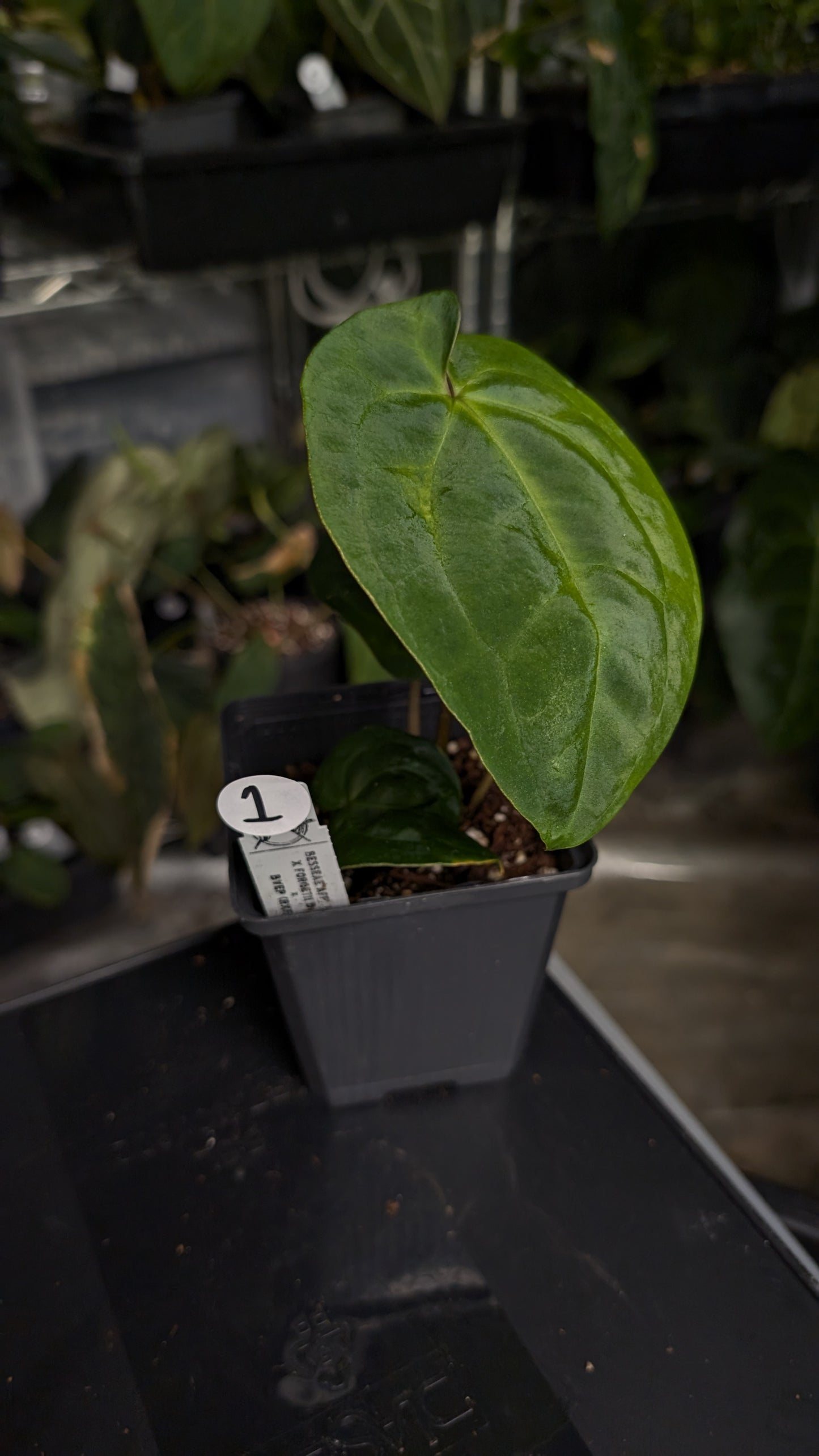 Anthurium [Besseae aff. x Forgetii dark] x BVEP Round x Felix