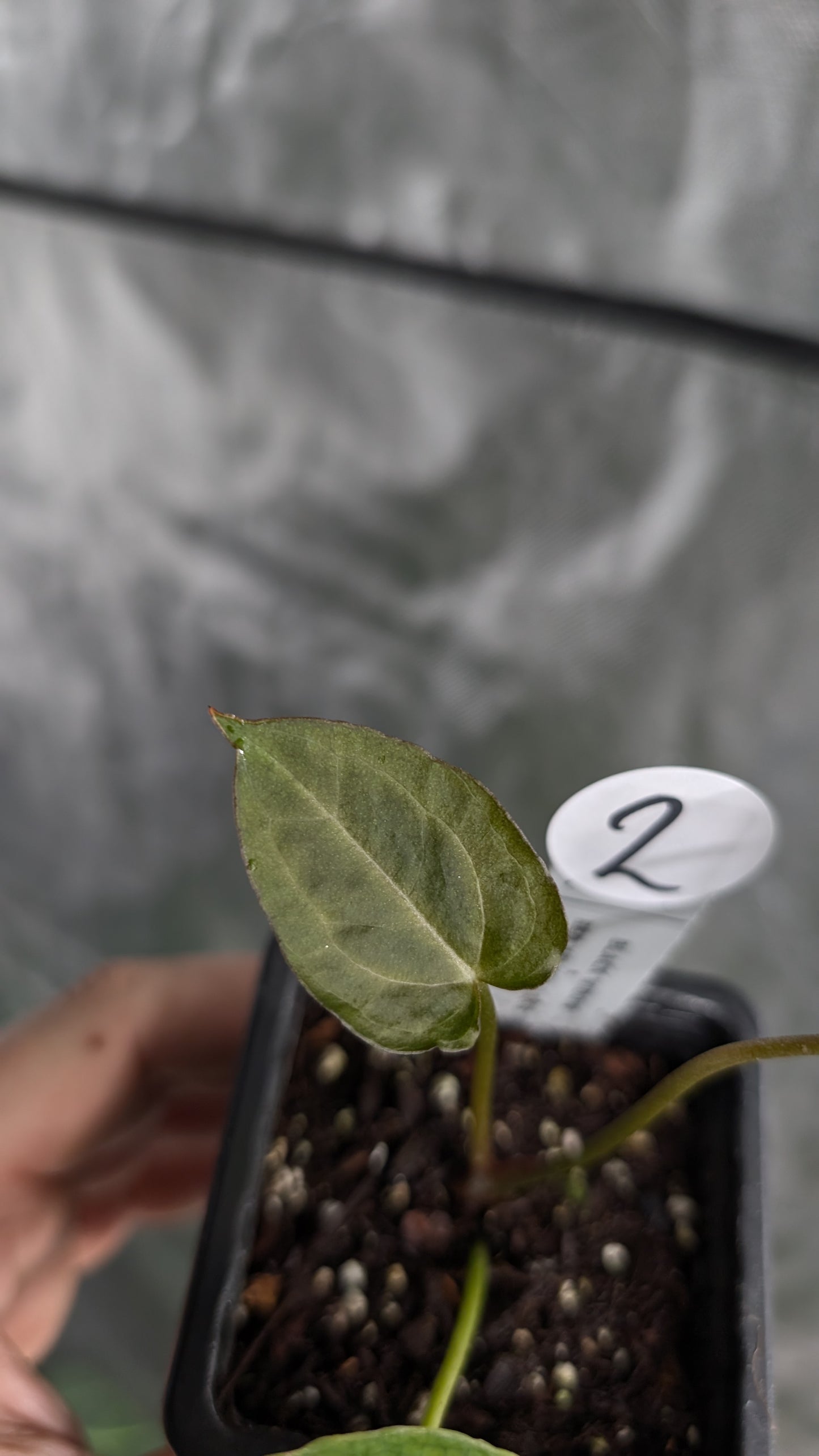 Anthurium Black Widow 43 x Red Velvet Cake 24 'Gomez' Clone