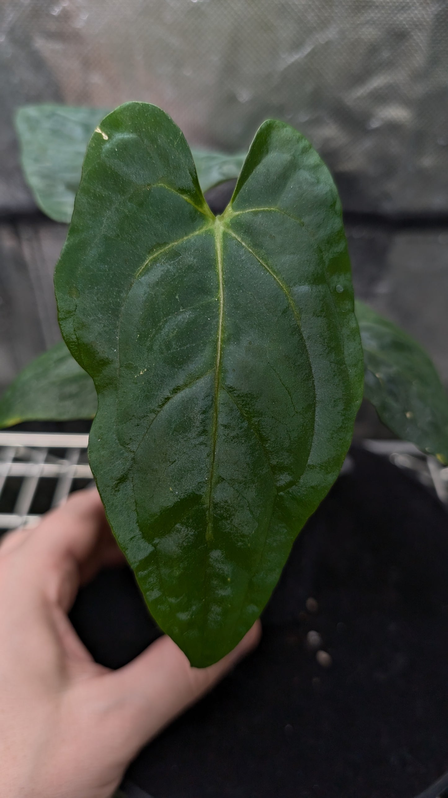 Anthurium Papillilaminum 'Fort Sherman'