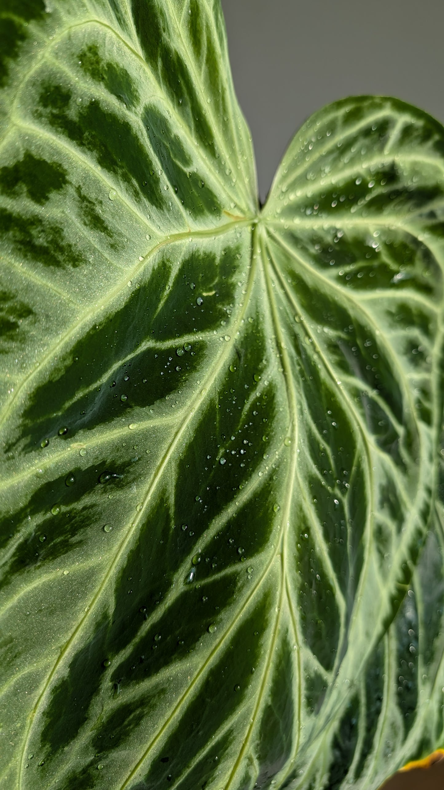 Anthurium Pedatum x Papillilaminum 'Fort Sherman' / Silver Shield