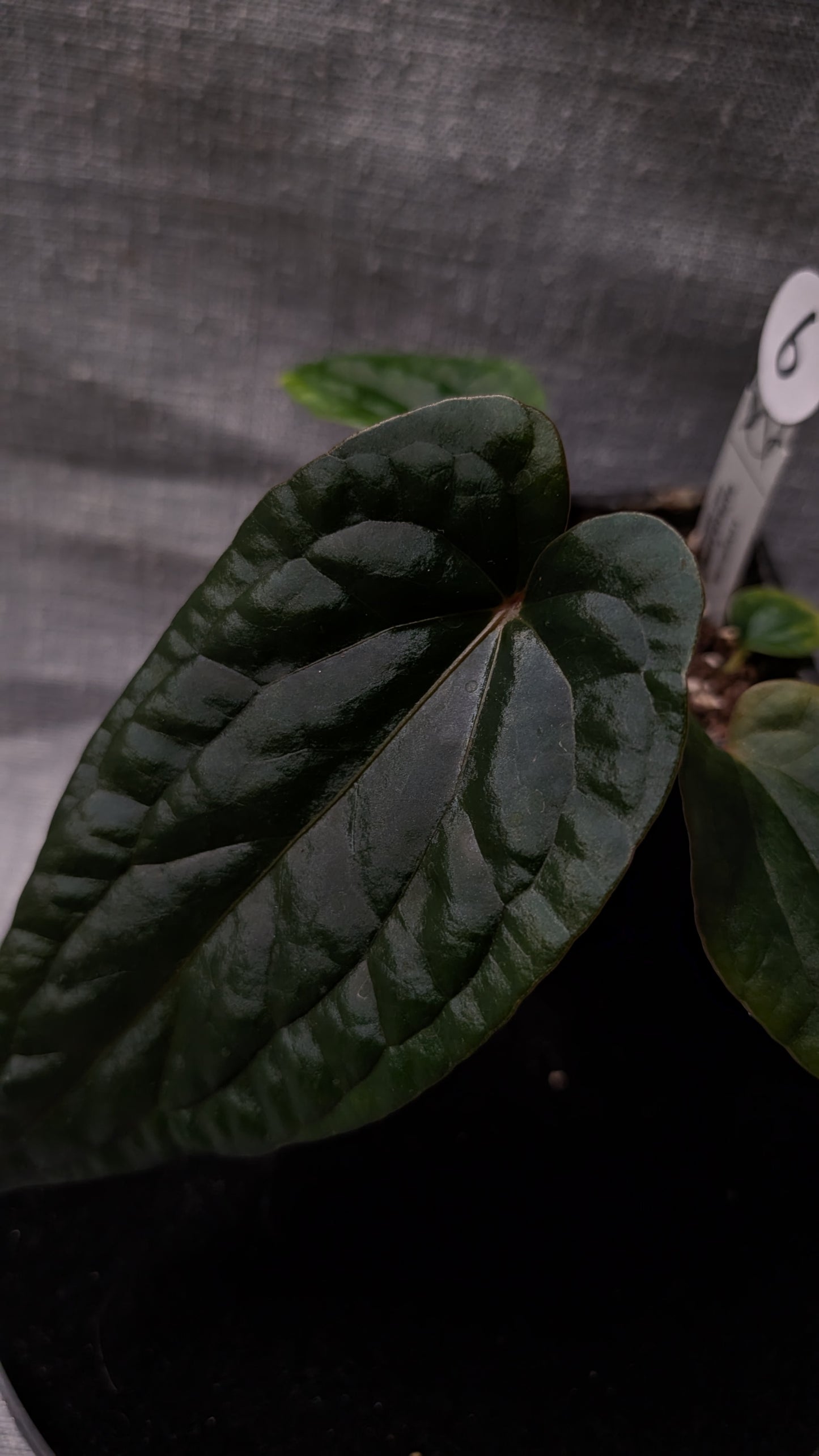Anthurium Luxurians x Papillilaminum 'Fort Sherman'