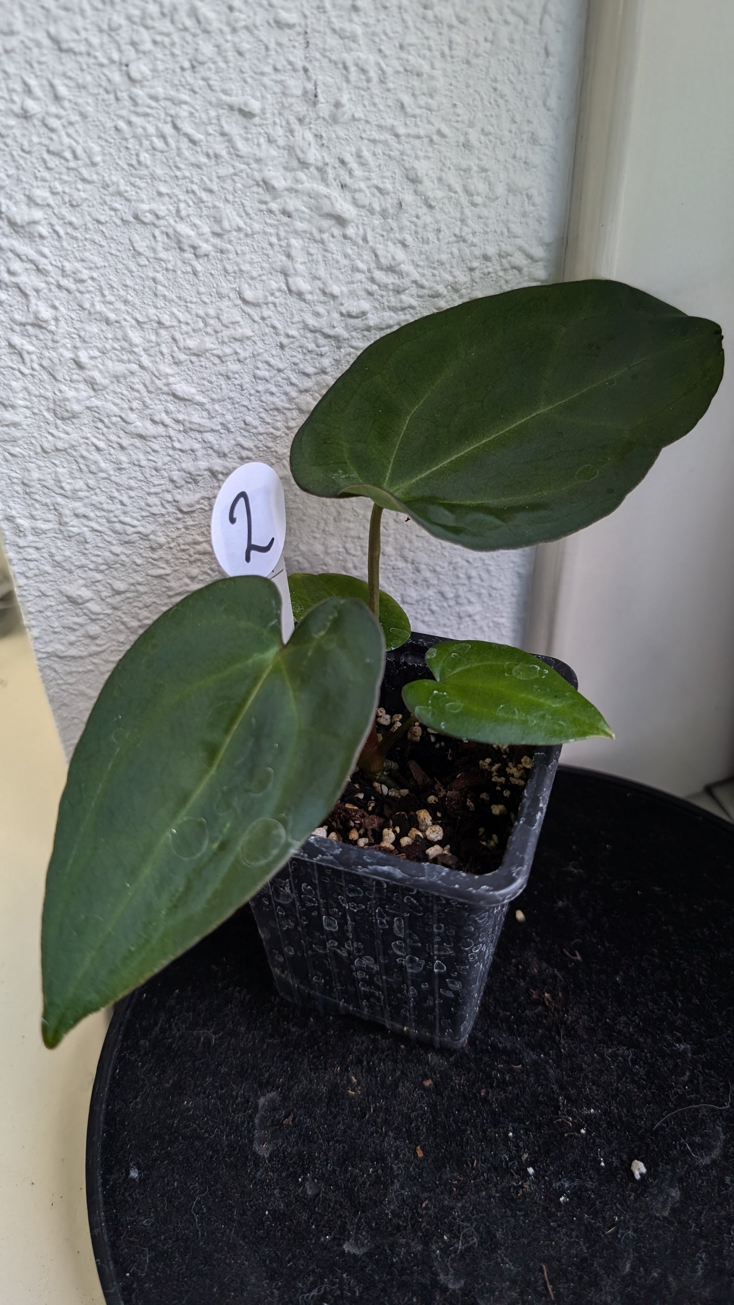 Anthurium (Carlablackiae x Dressleri Rio Guanche) X 'Ace of Spagetii'
