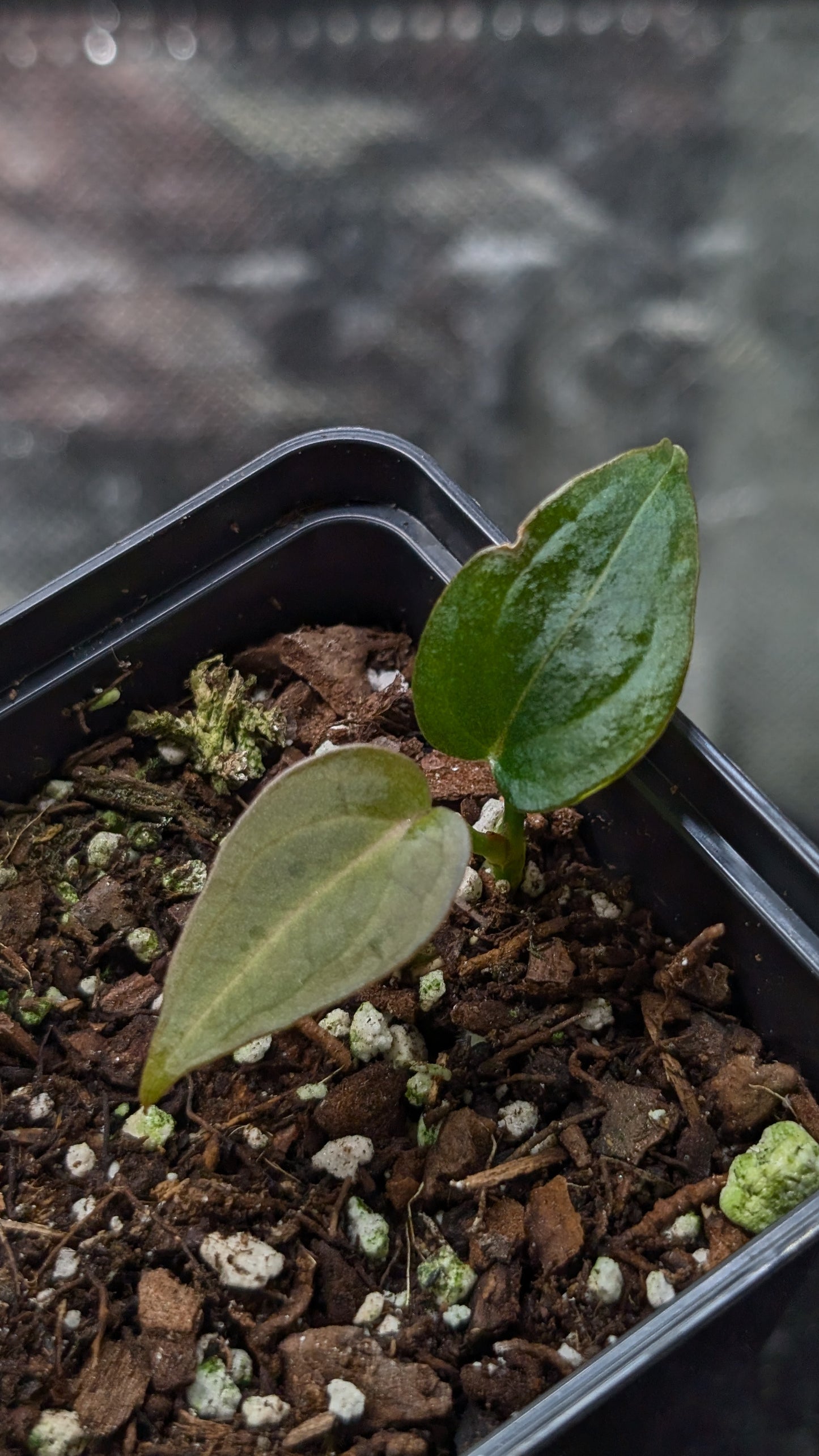 Anthurium Red Spider CLONE