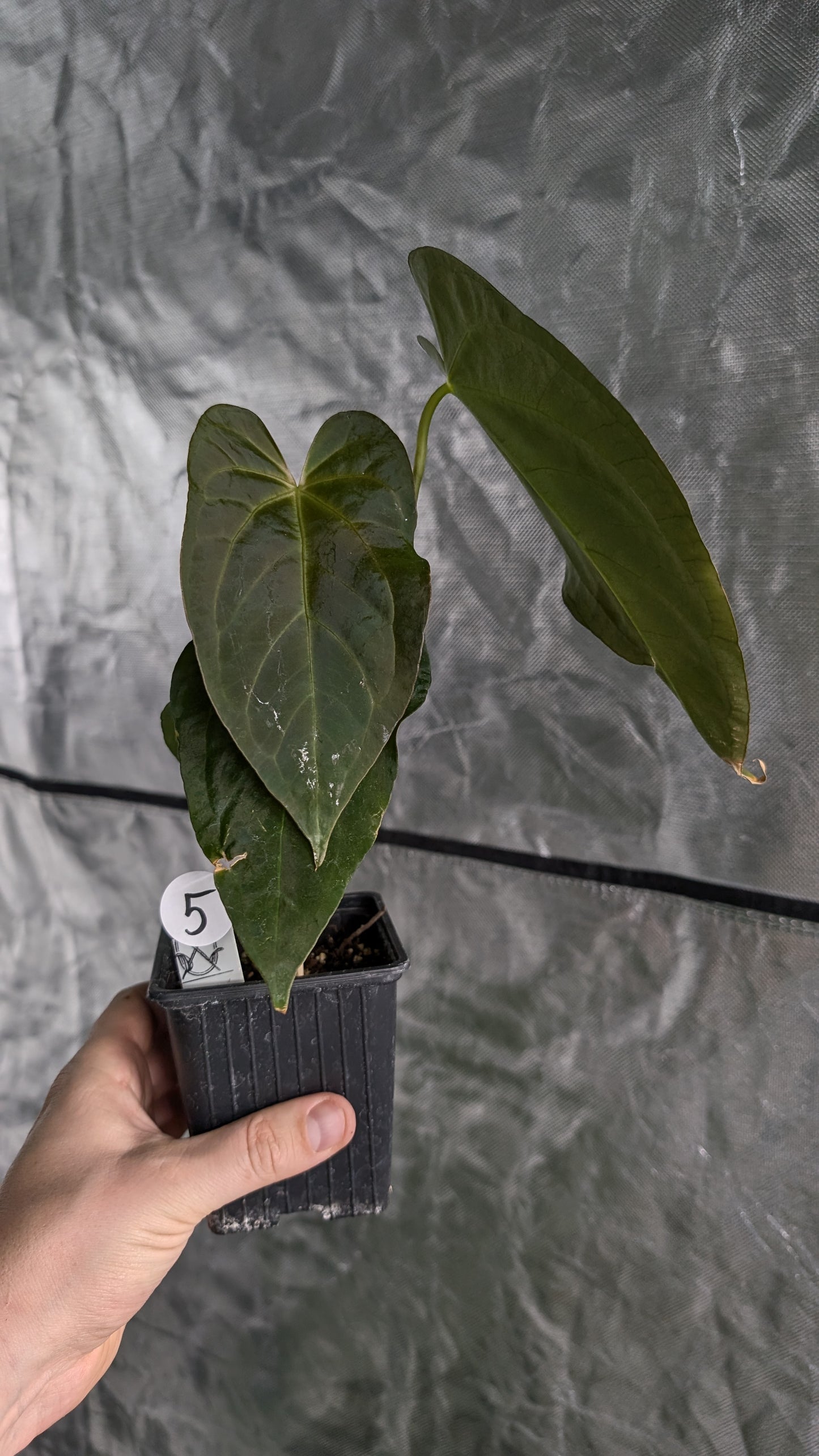 Anthurium Silver Blush Mint x Papillilaminum 'Daniel'