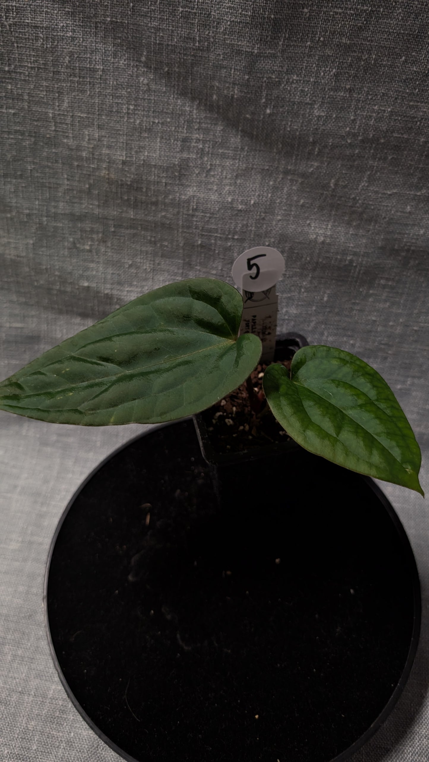 Anthurium Luxurians x Papillilaminum 'Fort Sherman'