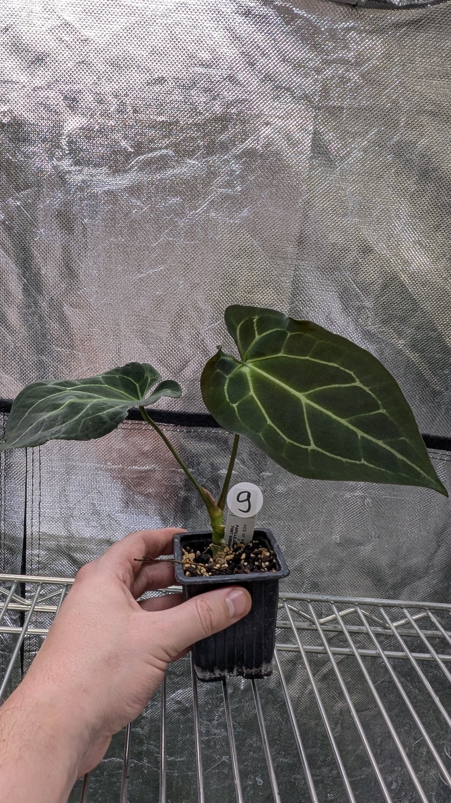 Anthurium Ace of Spagetii x Papillilaminum 'Fort Sherman'