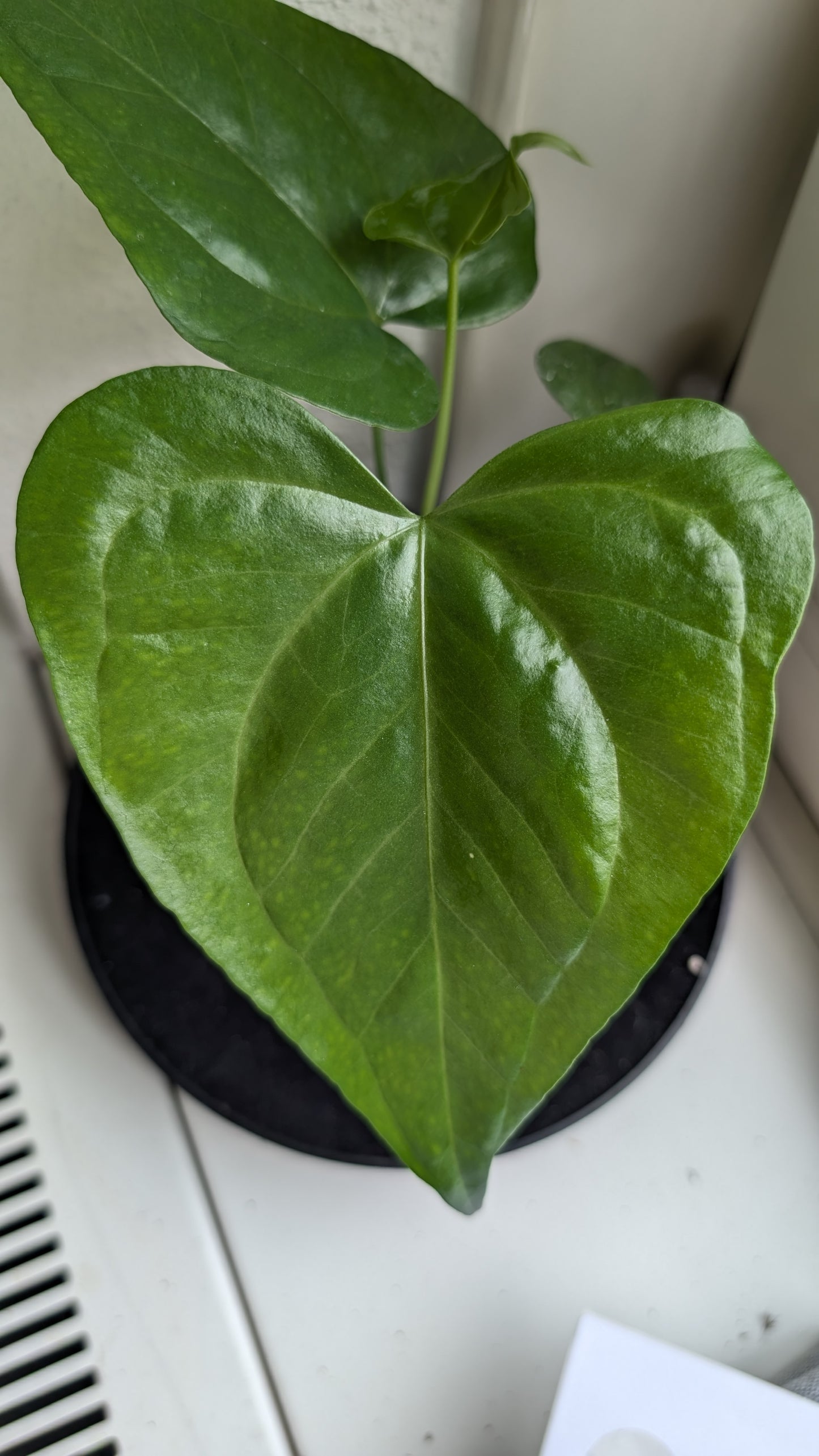 Anthurium Pterodactyl x self
