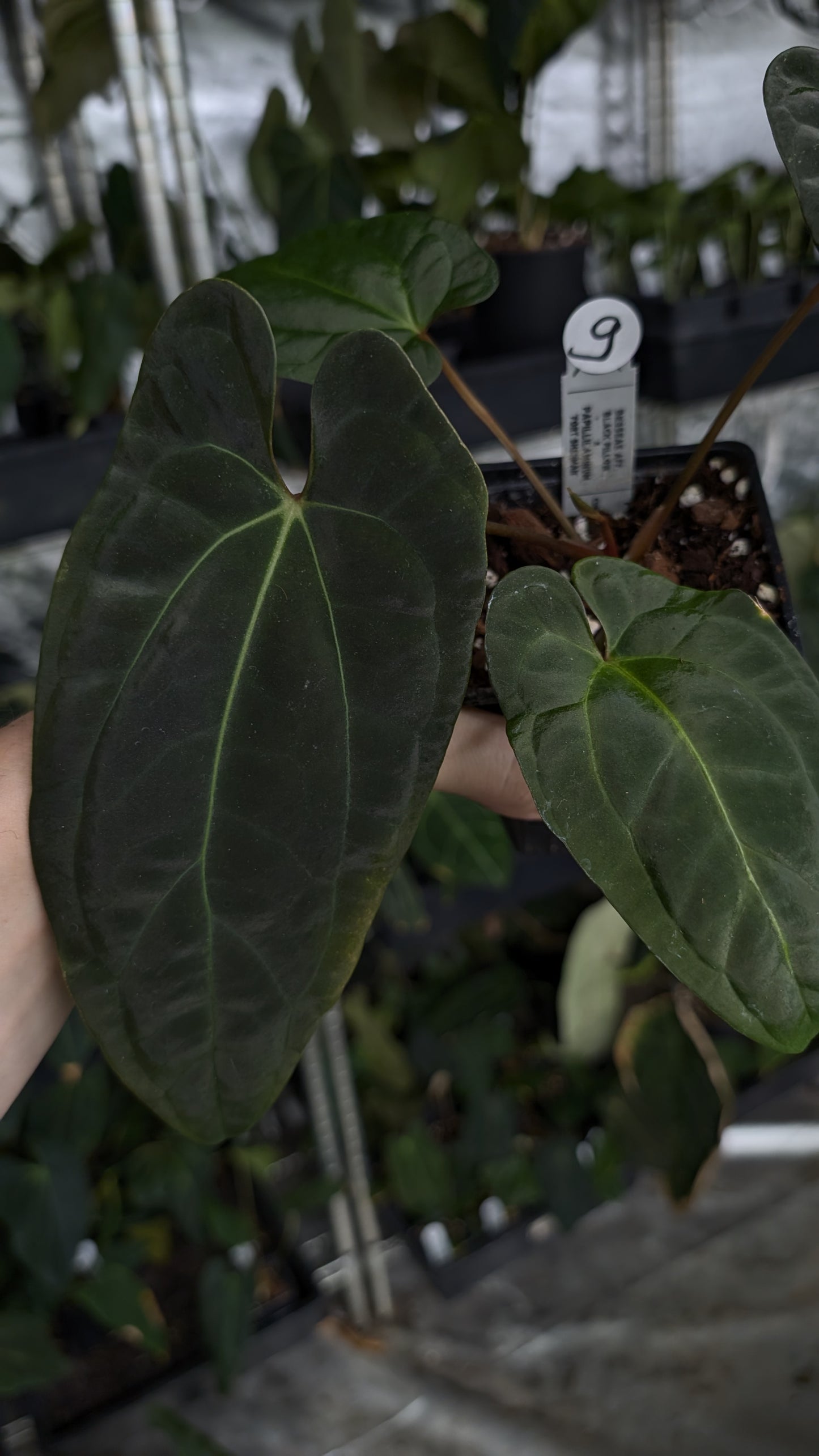 Anthurium Besseae aff 'Black Pillow' x Papillilaminum 'Fort Sherman'