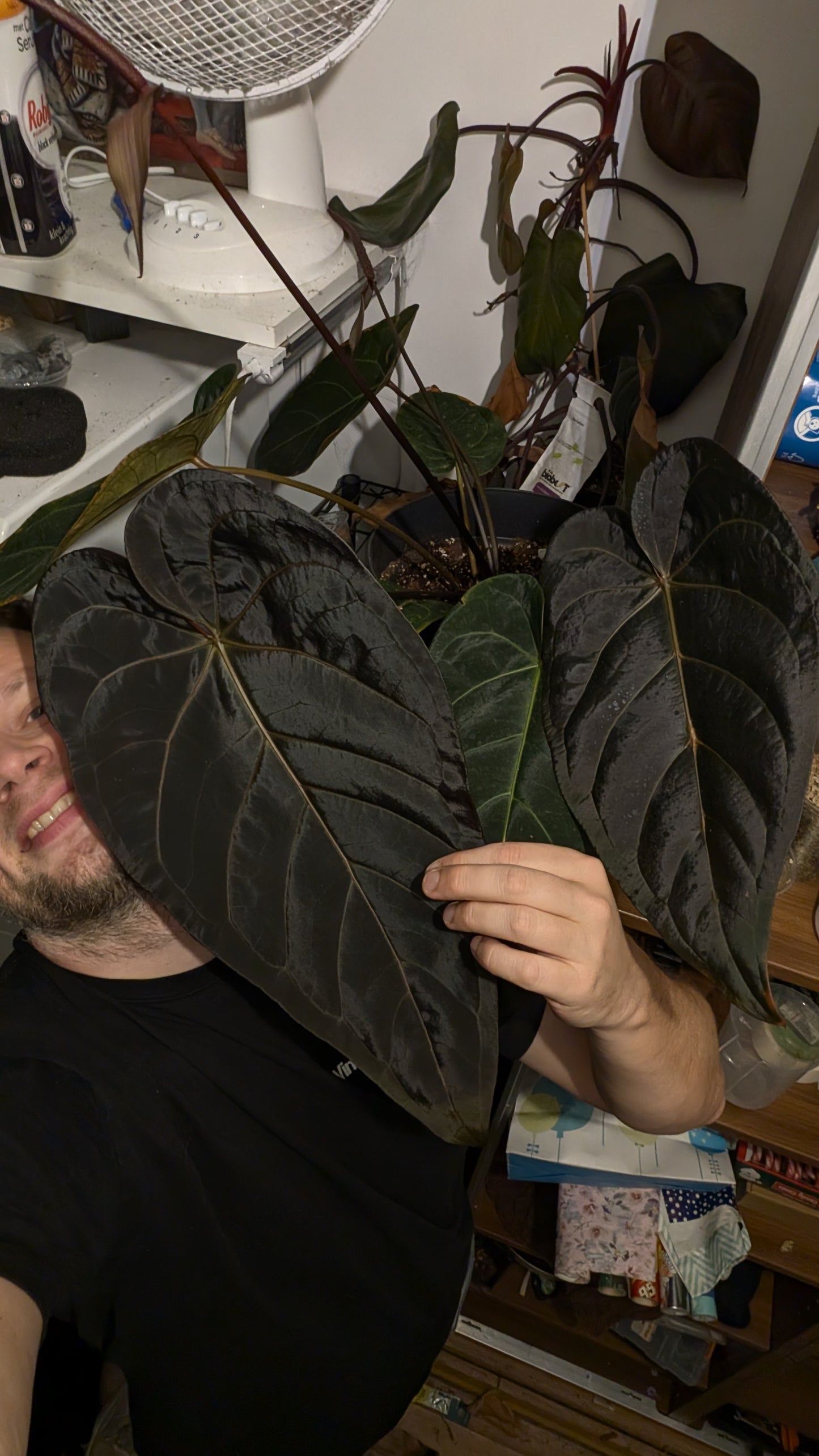 Anthurium 'Madame Violette' x Luxurians seedlings