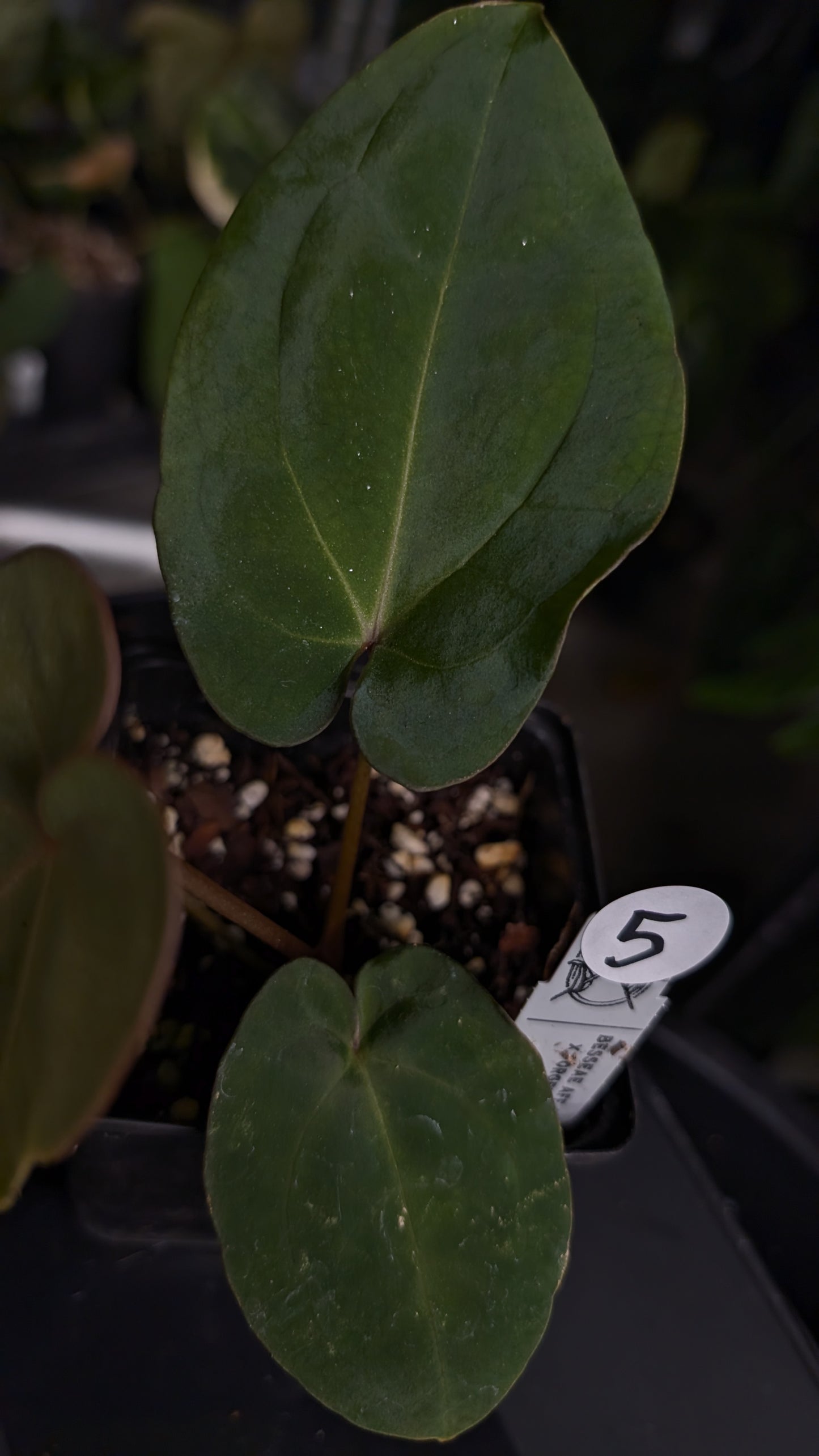 Anthurium [Besseae aff. x Forgetii dark] x BVEP Round x Felix