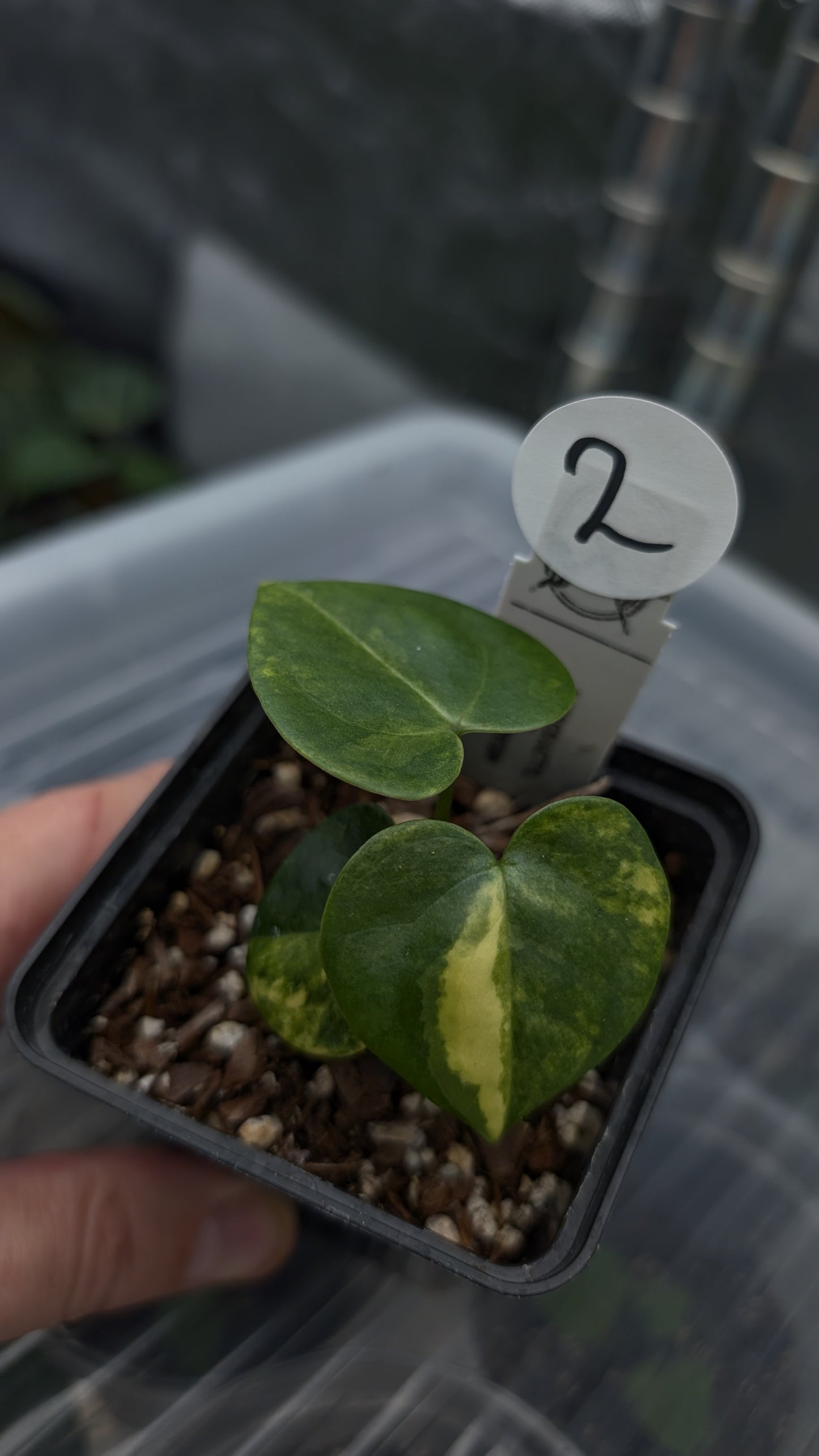 *Variegated* Anthurium Pterodactyl variegata x Clarinervium (or x self)