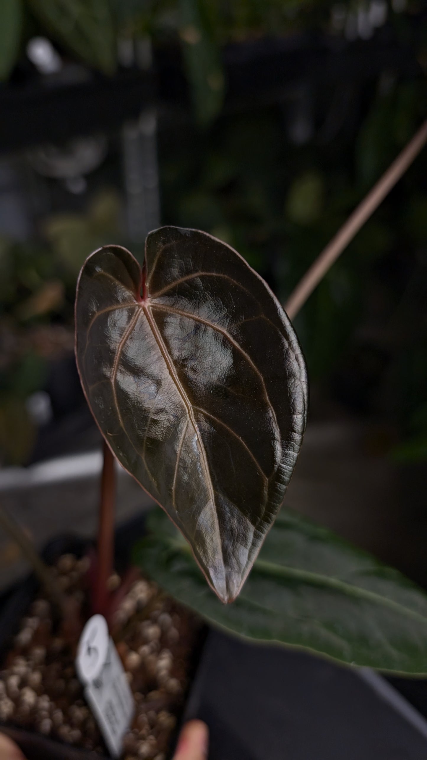 Anthurium Doc Block Zara x Michelle 'Selected Dark Form' x Besseae aff. 'Black Pillow'