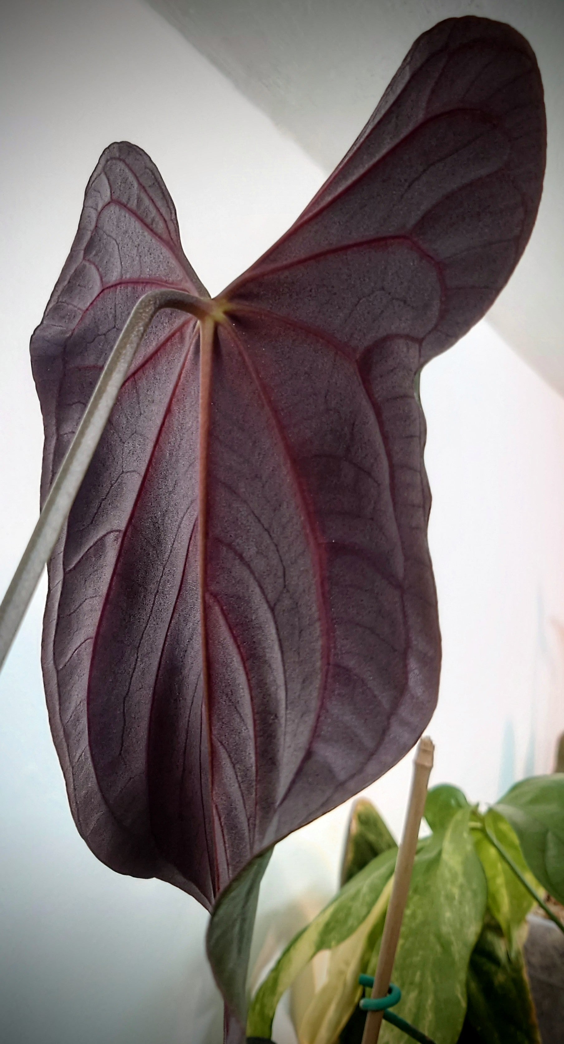 anthurium red sinus Anthurium Silver Blush Mint x Papillilaminum 'Daniel' – Curious Plants