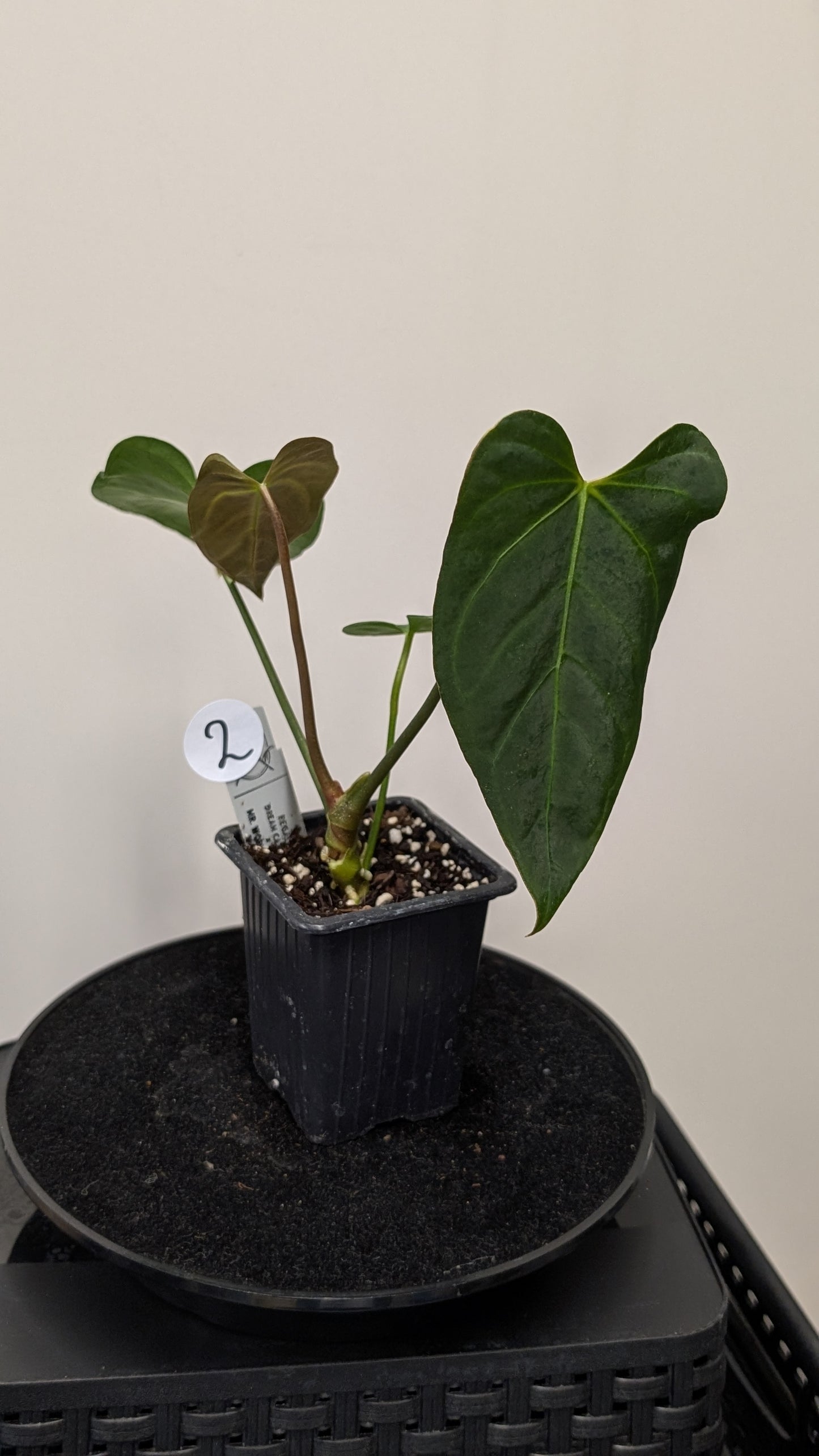 Anthurium Regale 'Dream Catcher' x Mr. Worldwide
