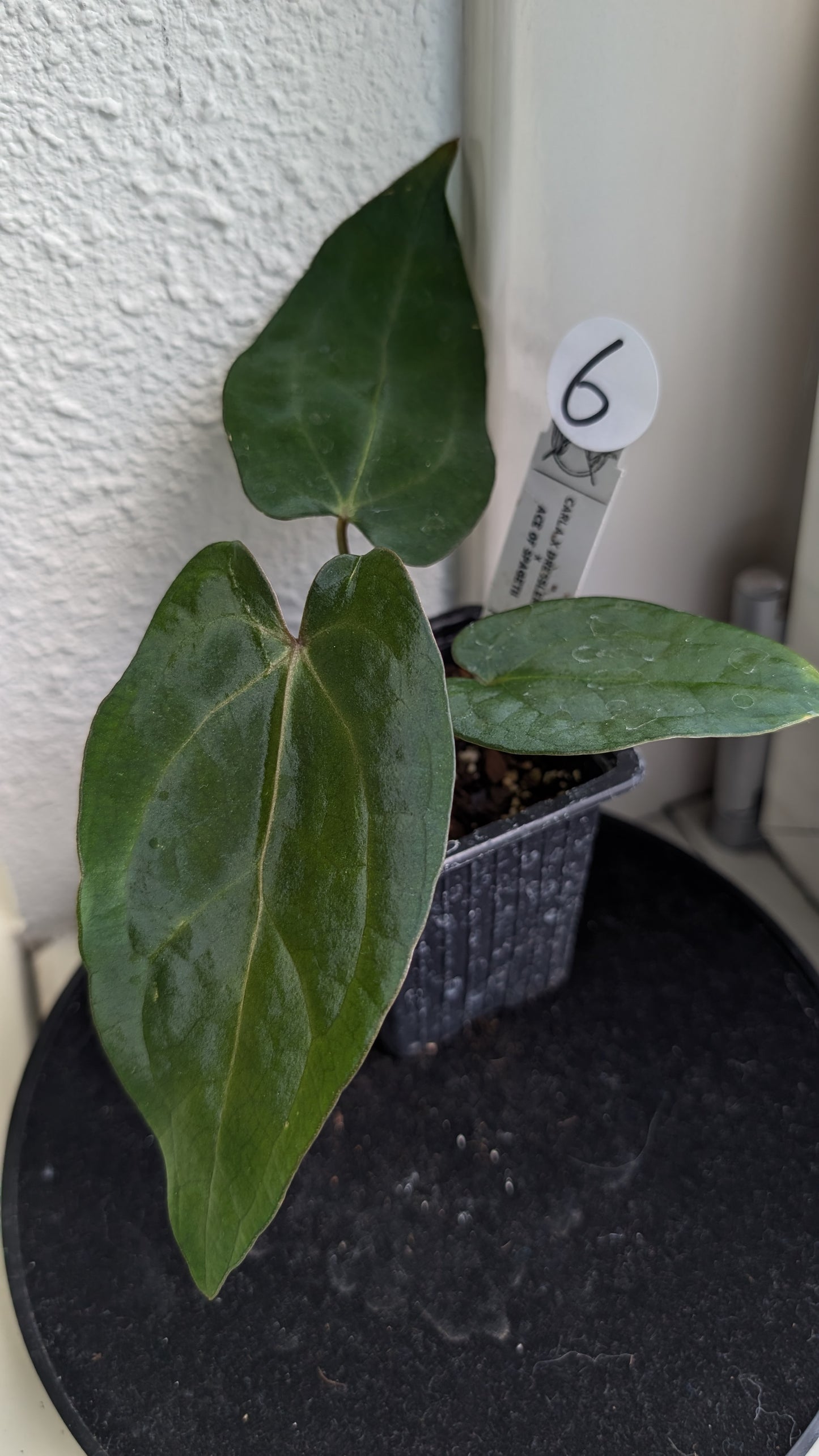 Anthurium (Carlablackiae x Dressleri Rio Guanche) X 'Ace of Spagetii'