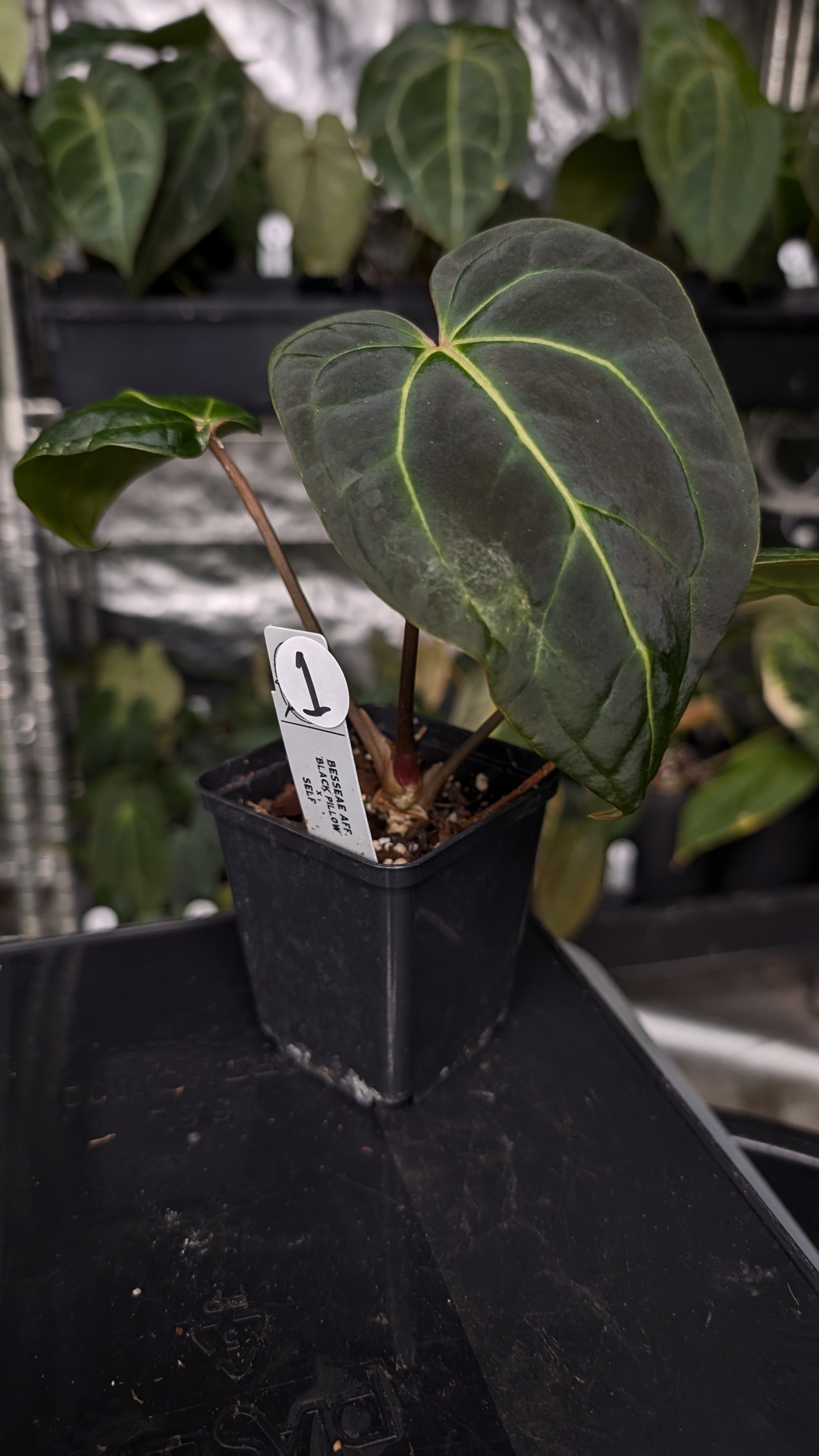 Anthurium Besseae aff. 'Black Pillow' – Curious Plants