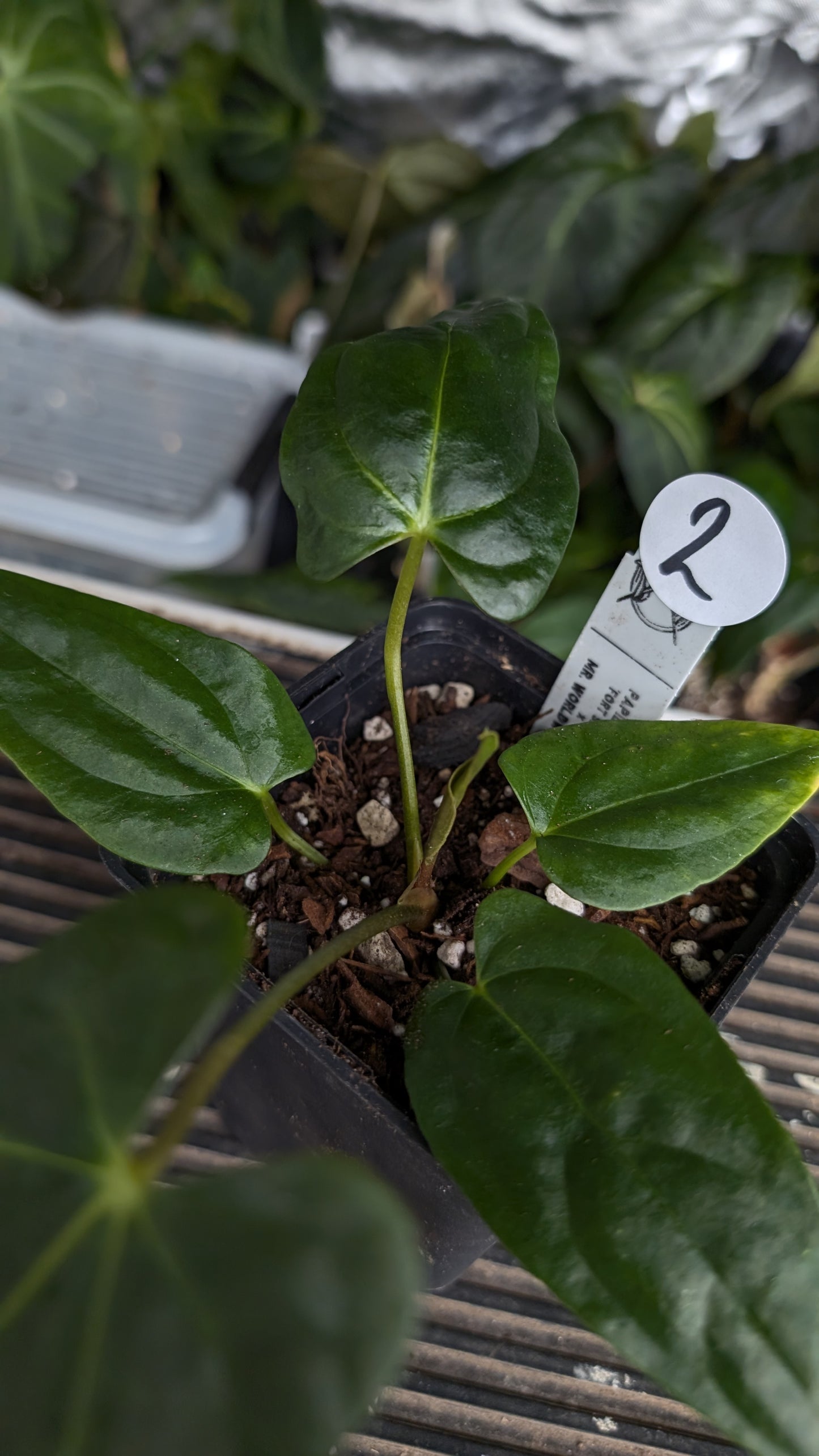 Anthurium Papillilaminum 'Fort Sherman' x Mr. Worldwide