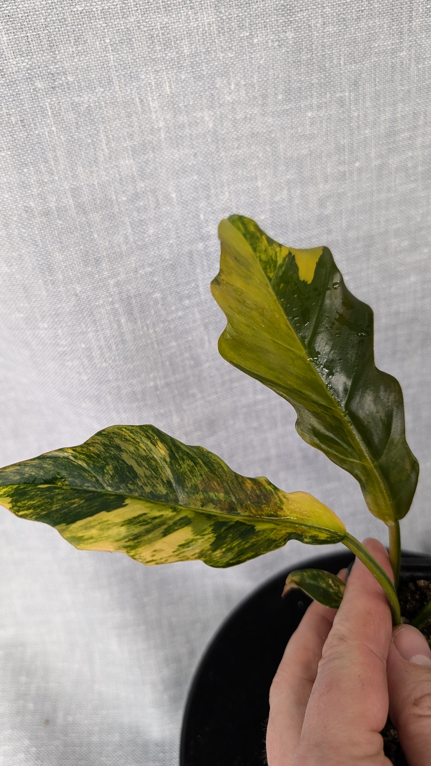 Philodendron Caramel Marble Variegata