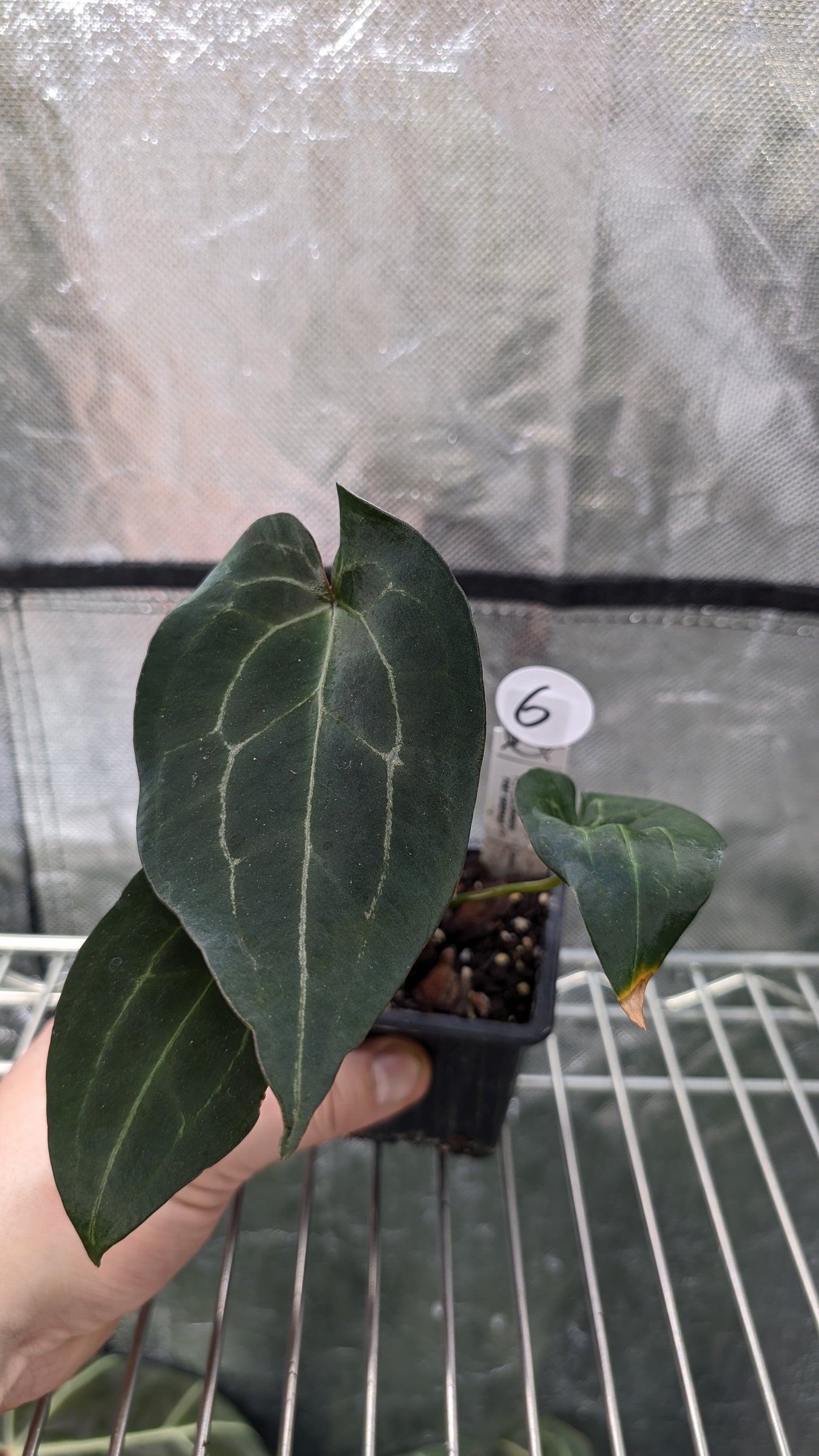 Anthurium Ace of Spagetii x Papillilaminum 'Fort Sherman'
