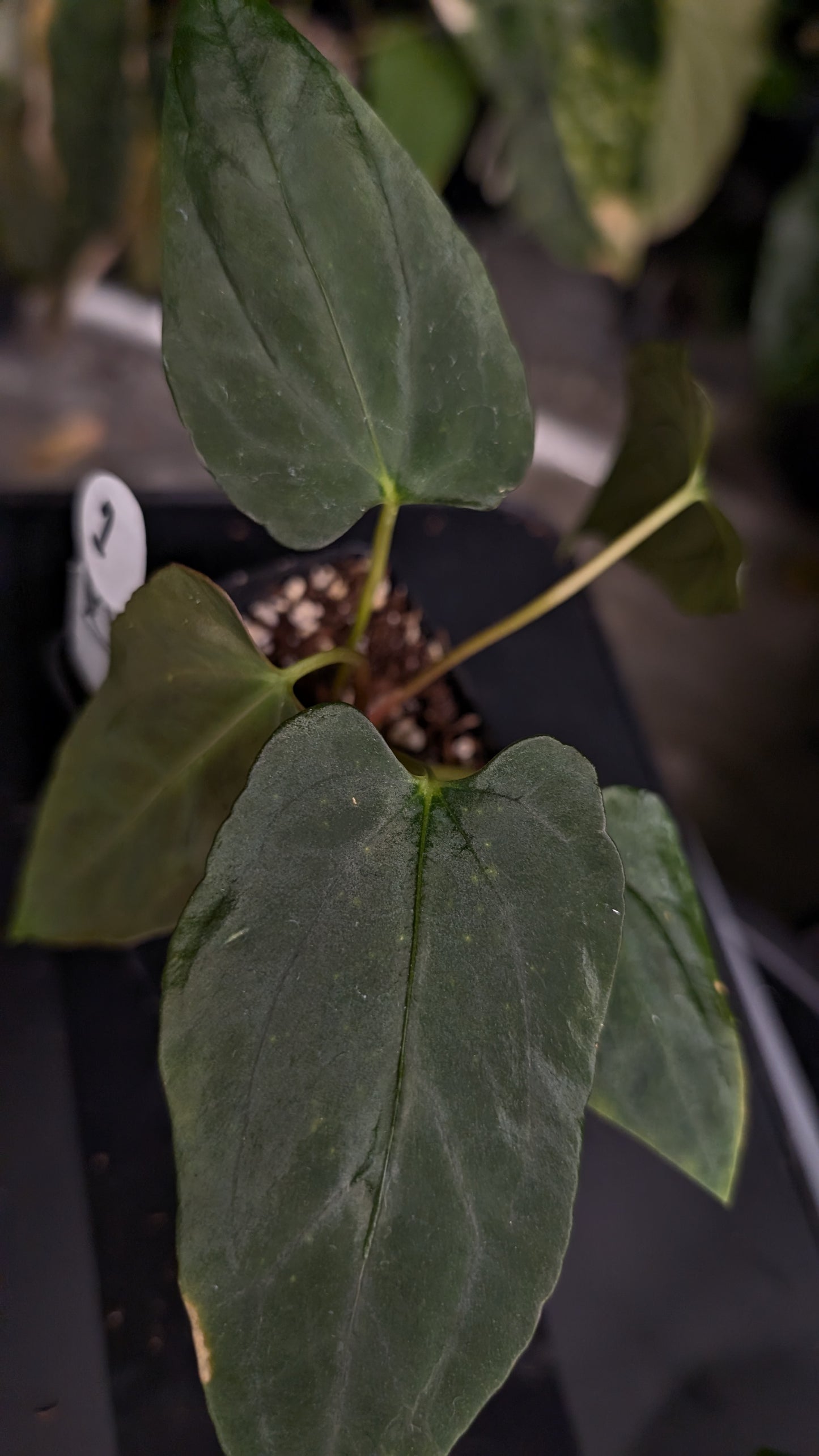 Anthurium Papillilaminum 'Fort Sherman'