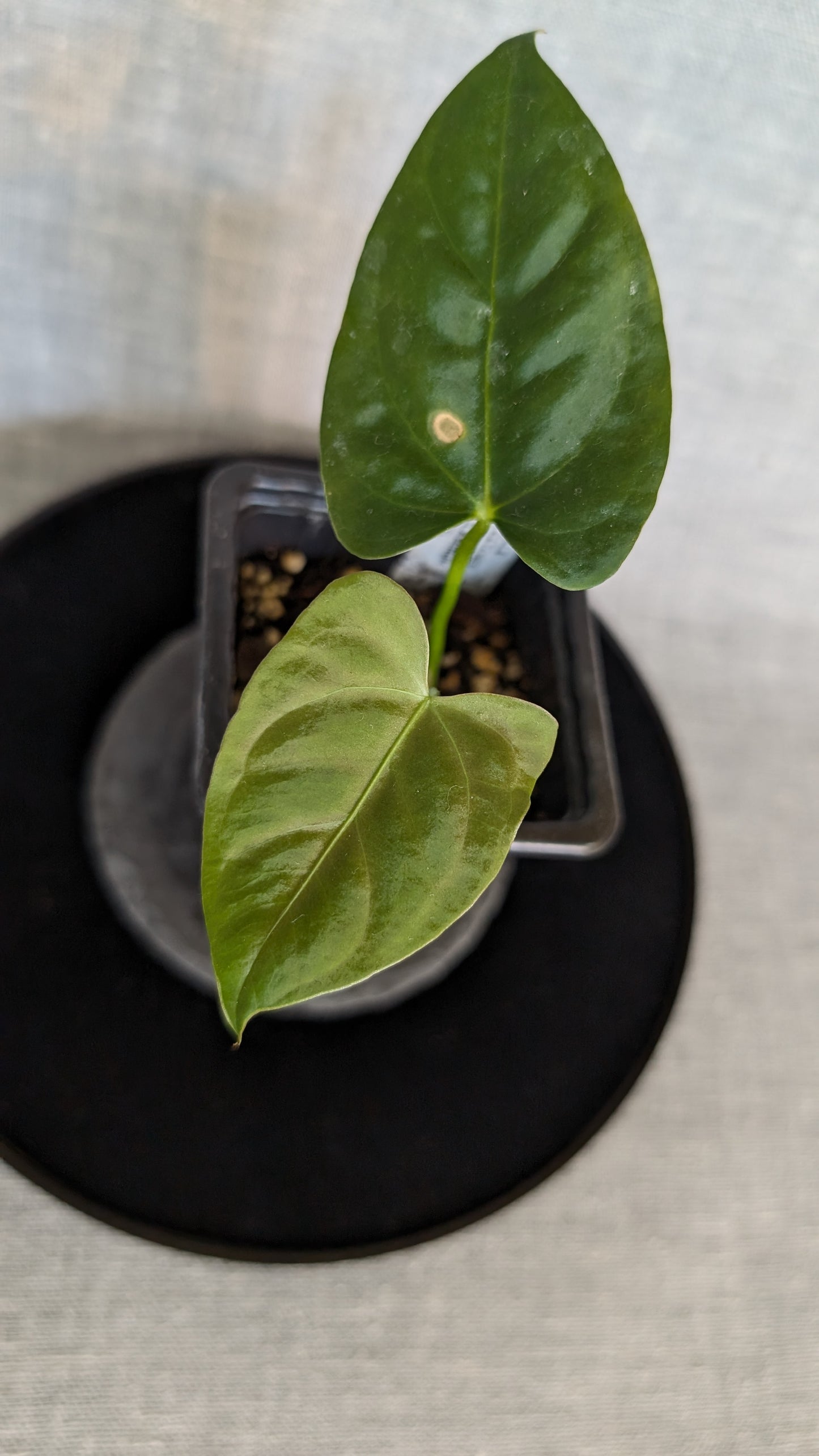 Anthurium Regale 'Dream Catcher' x Papillilaminum 'Daniel'