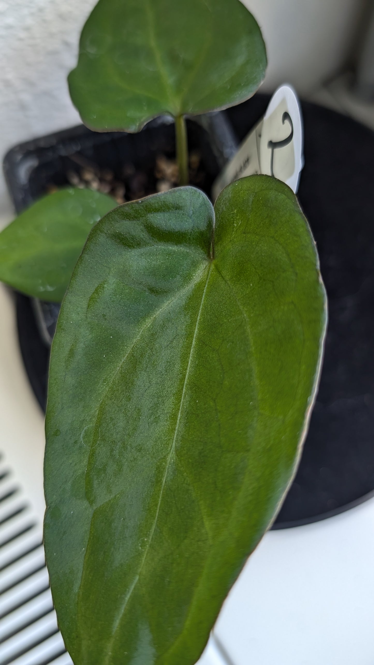 Anthurium (Carlablackiae x Dressleri Rio Guanche) X 'Ace of Spagetii'