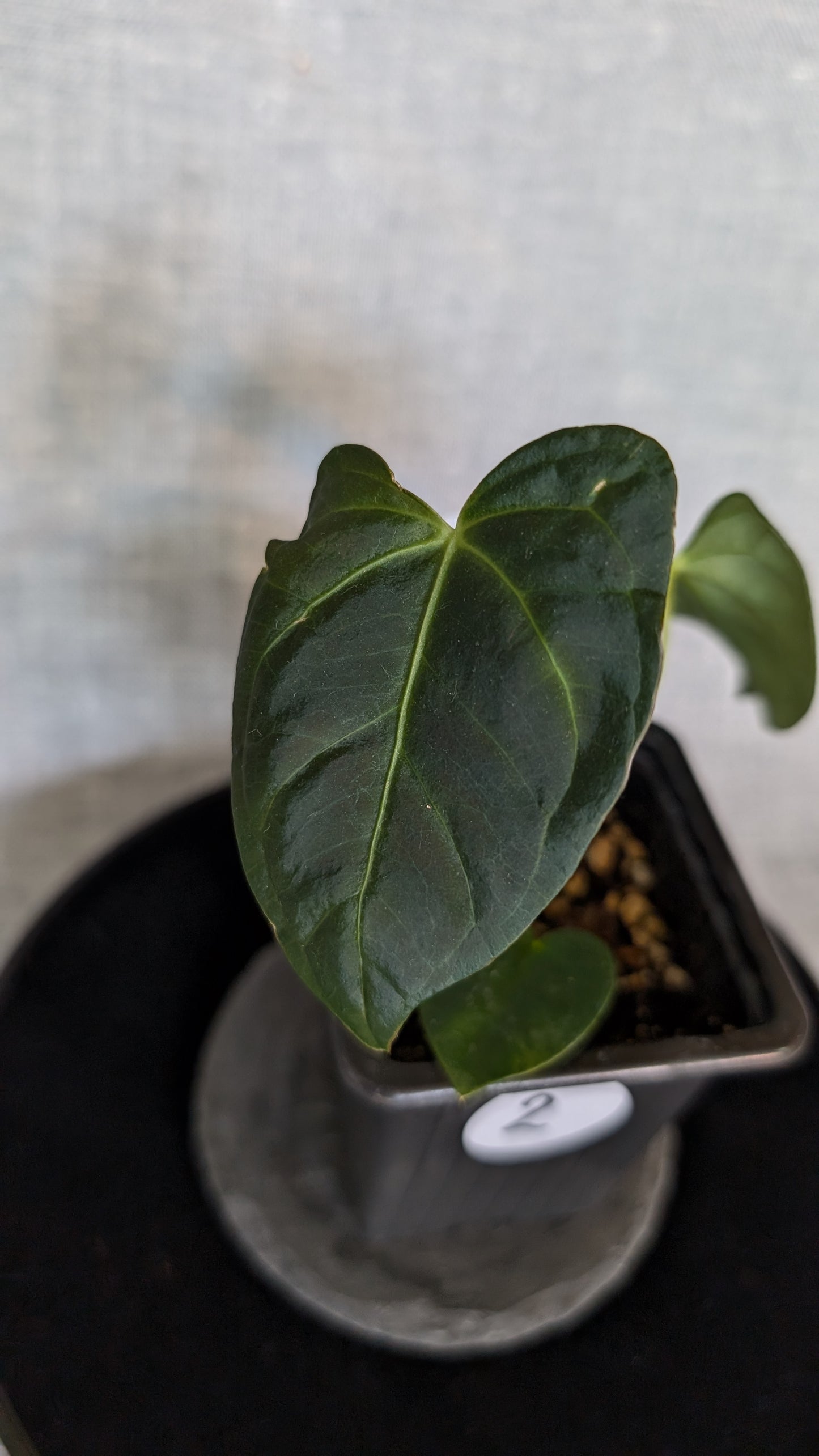 Anthurium Regale 'Dream Catcher' x Papillilaminum 'Daniel'