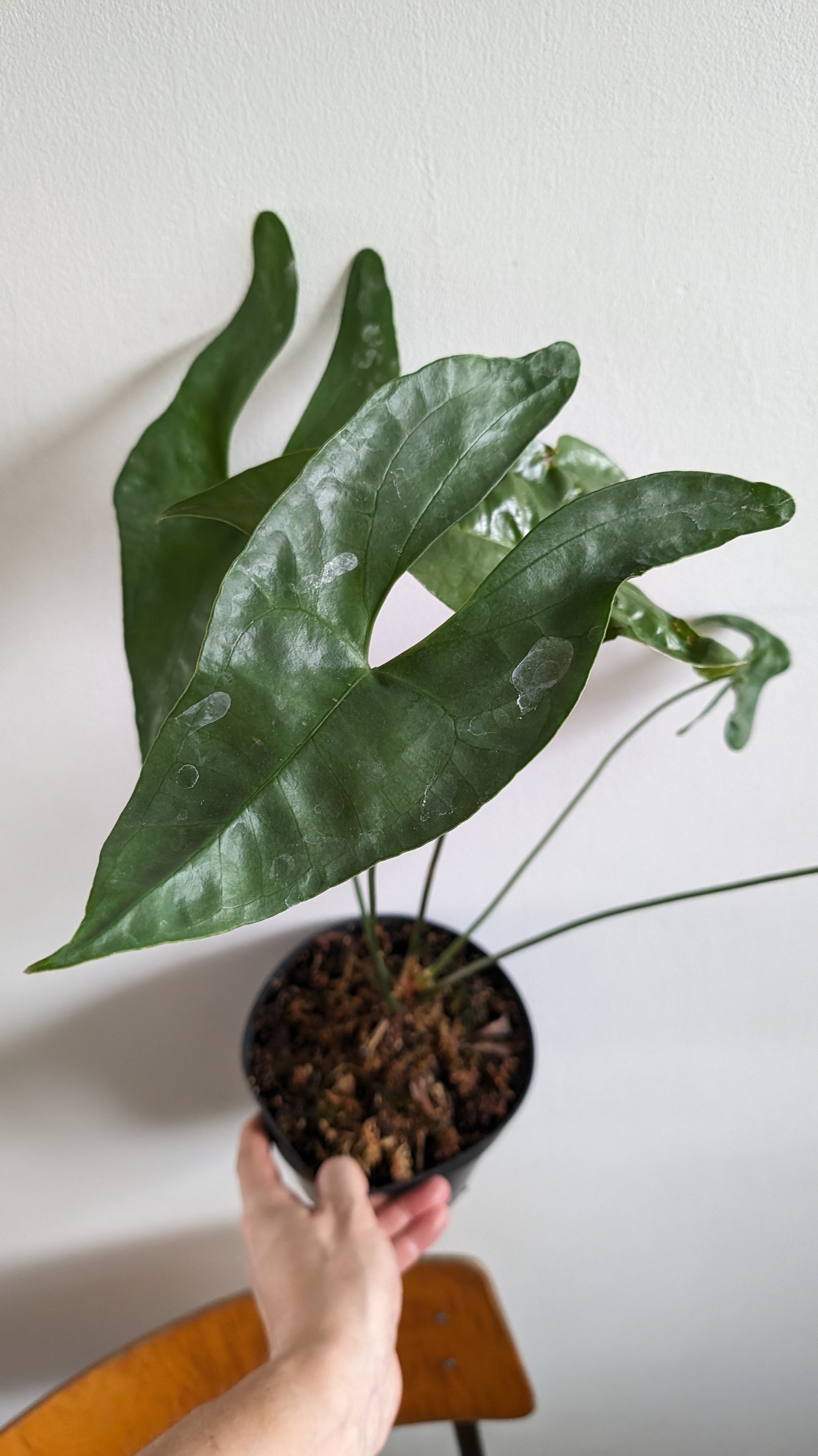 anthurium diabloense Anthurium 'Mr Worldwide' x Diabloense