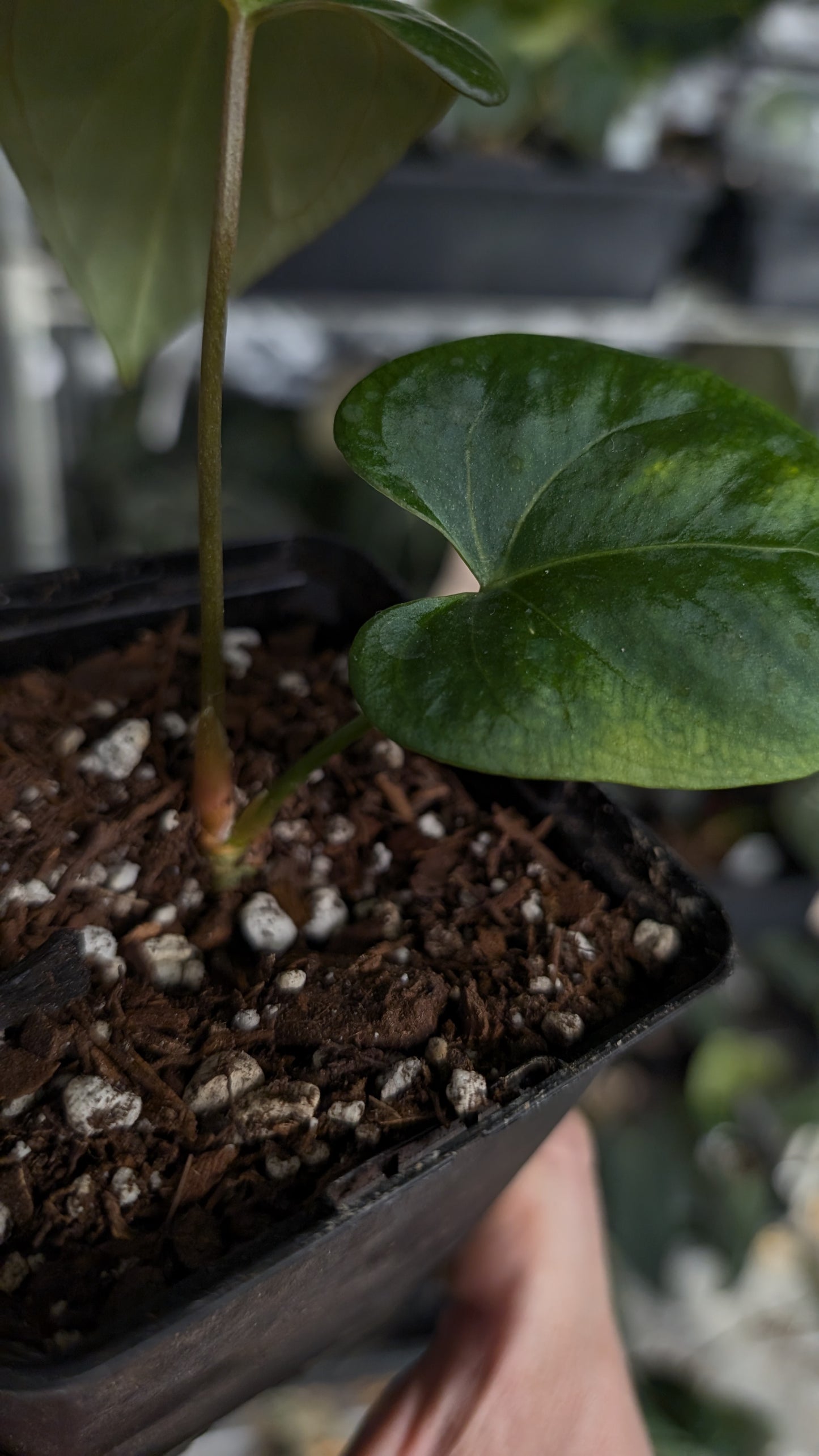 Anthurium Mr. Worldwide Clone #1